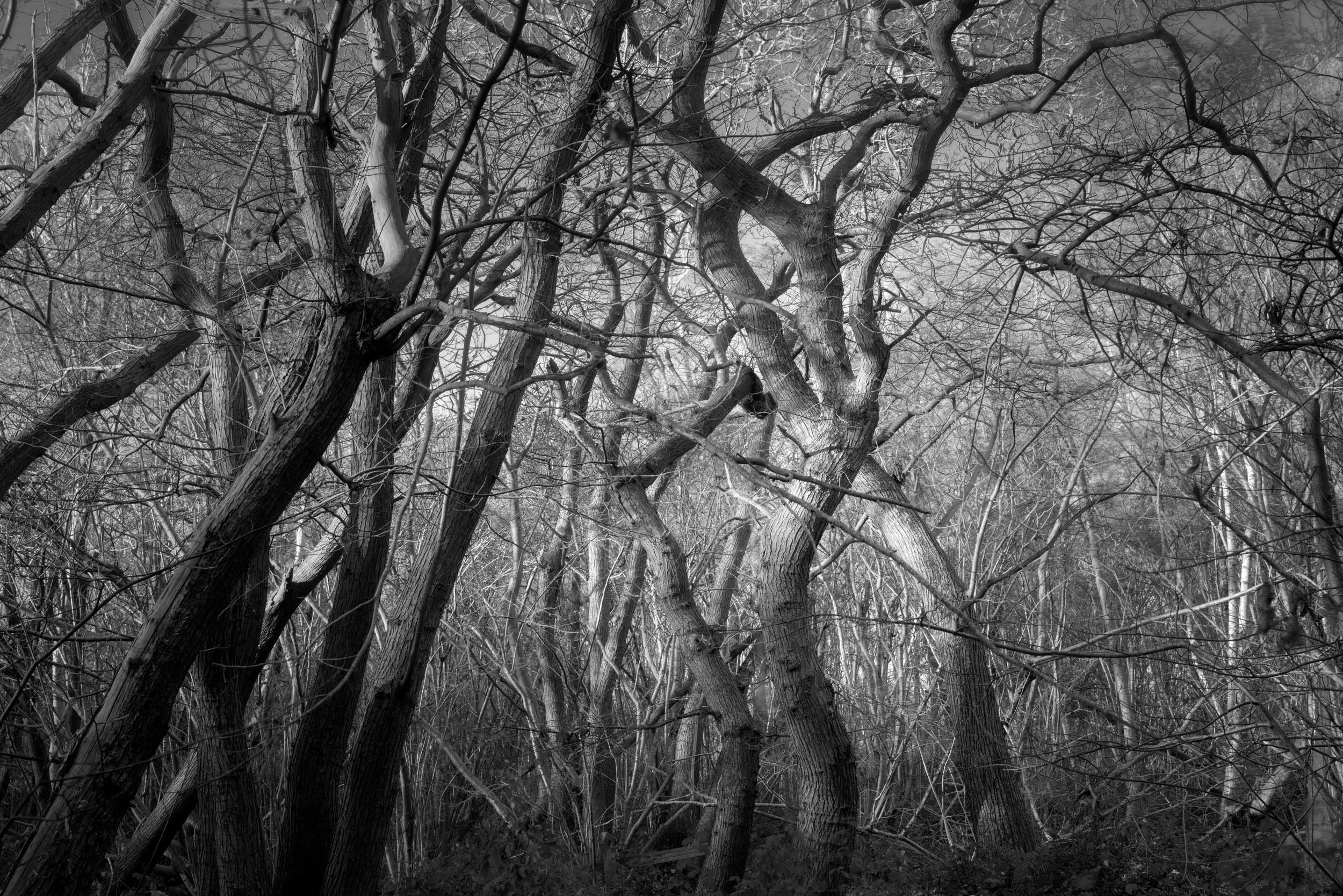 End of Autumn Captains Wood - Tim Ireland.jpg