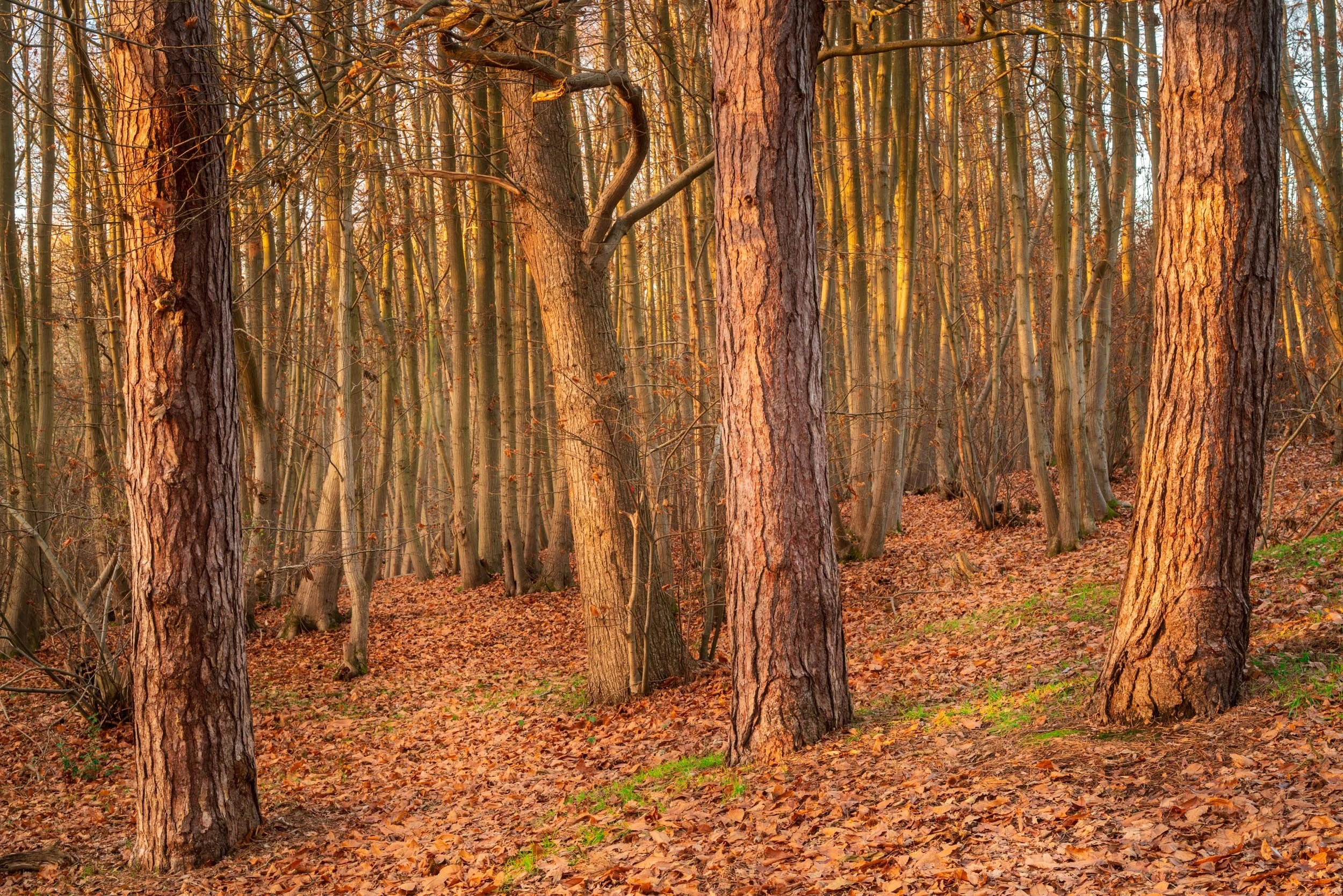 Squarespace Thorrington Woods - Tim Ireland.jpg