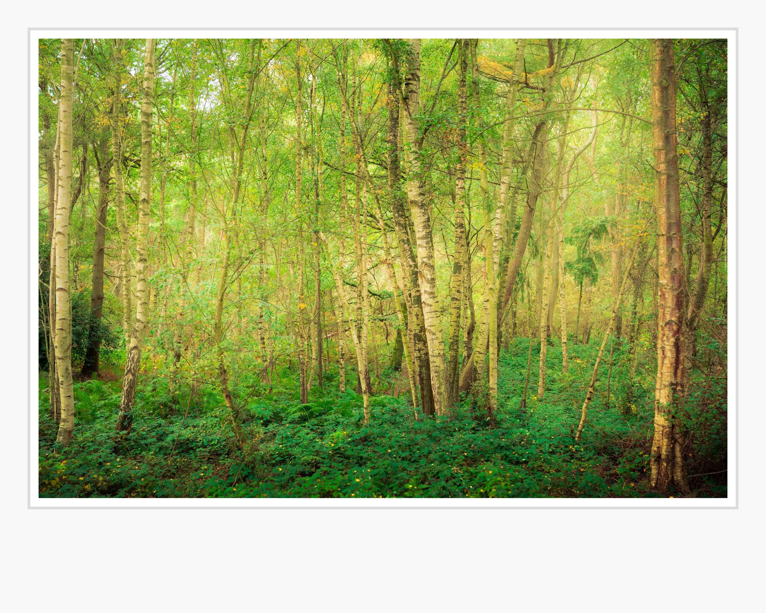 Squarespace Birch Trees.jpg