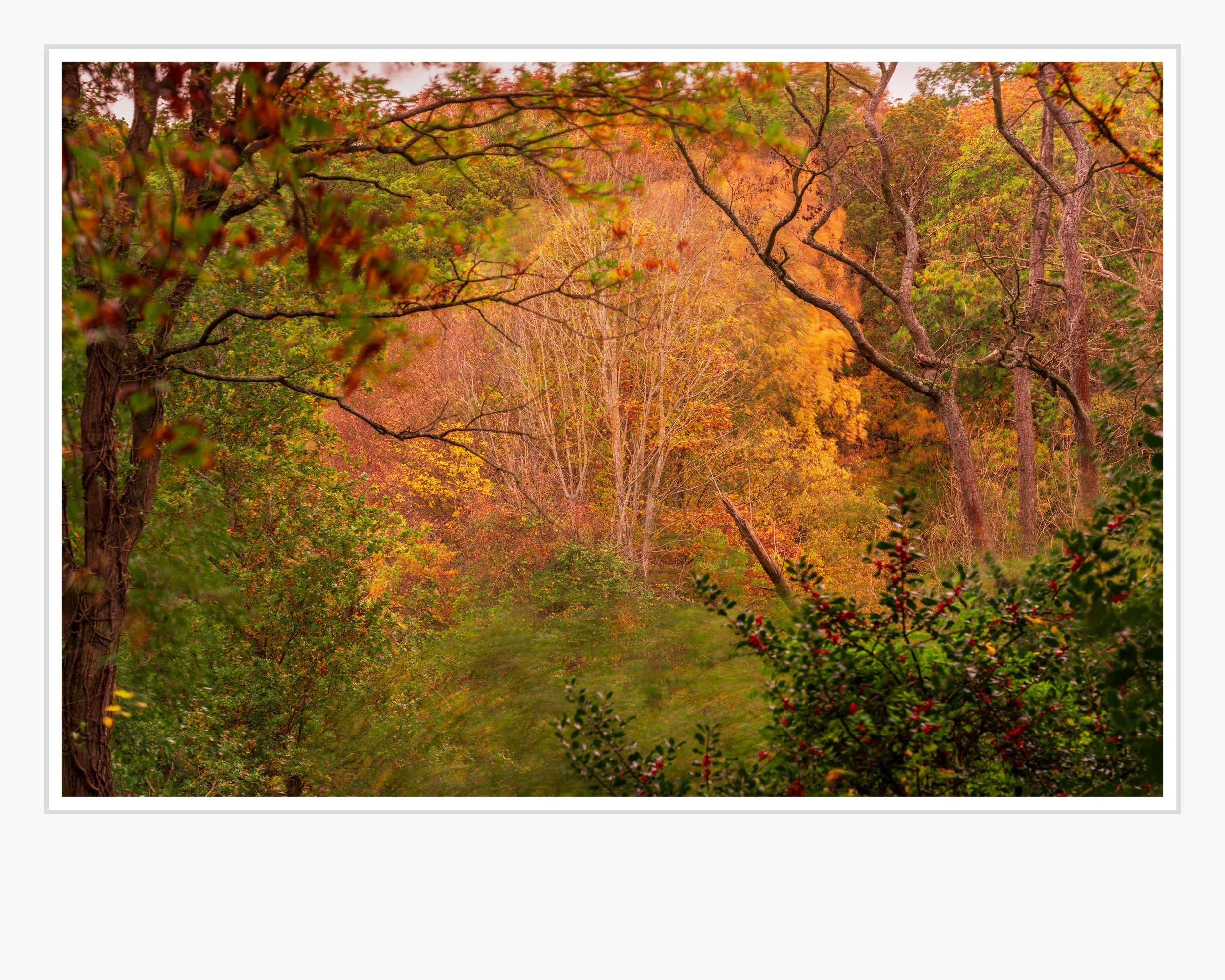 Squarespace Highwoods Park - Tim Ireland.jpg