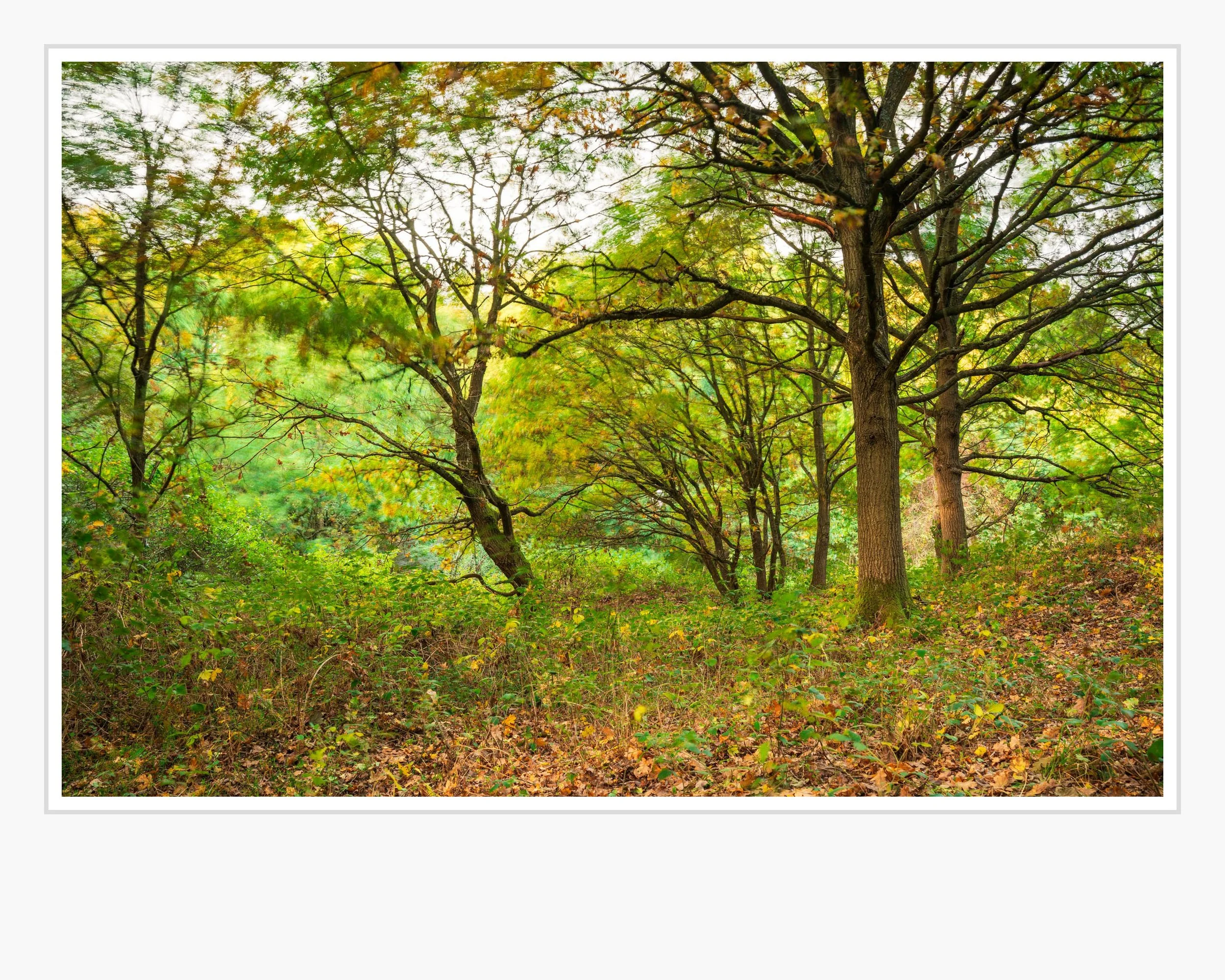 Squarespace Wivenhoe Wood.jpg