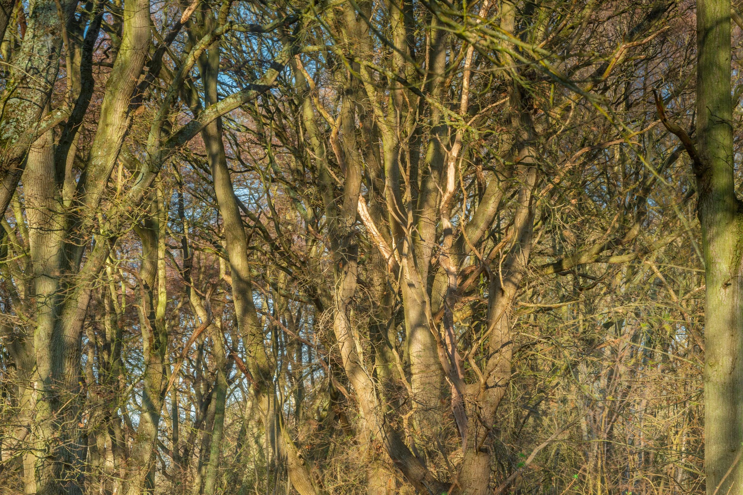 Squarespace _TI22136-Edit.jpg