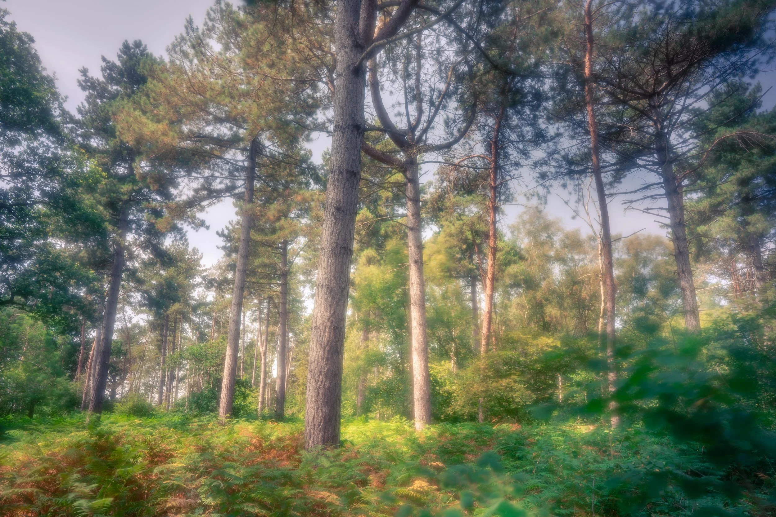 Squarespace _DSC8130-Edit-2.jpg