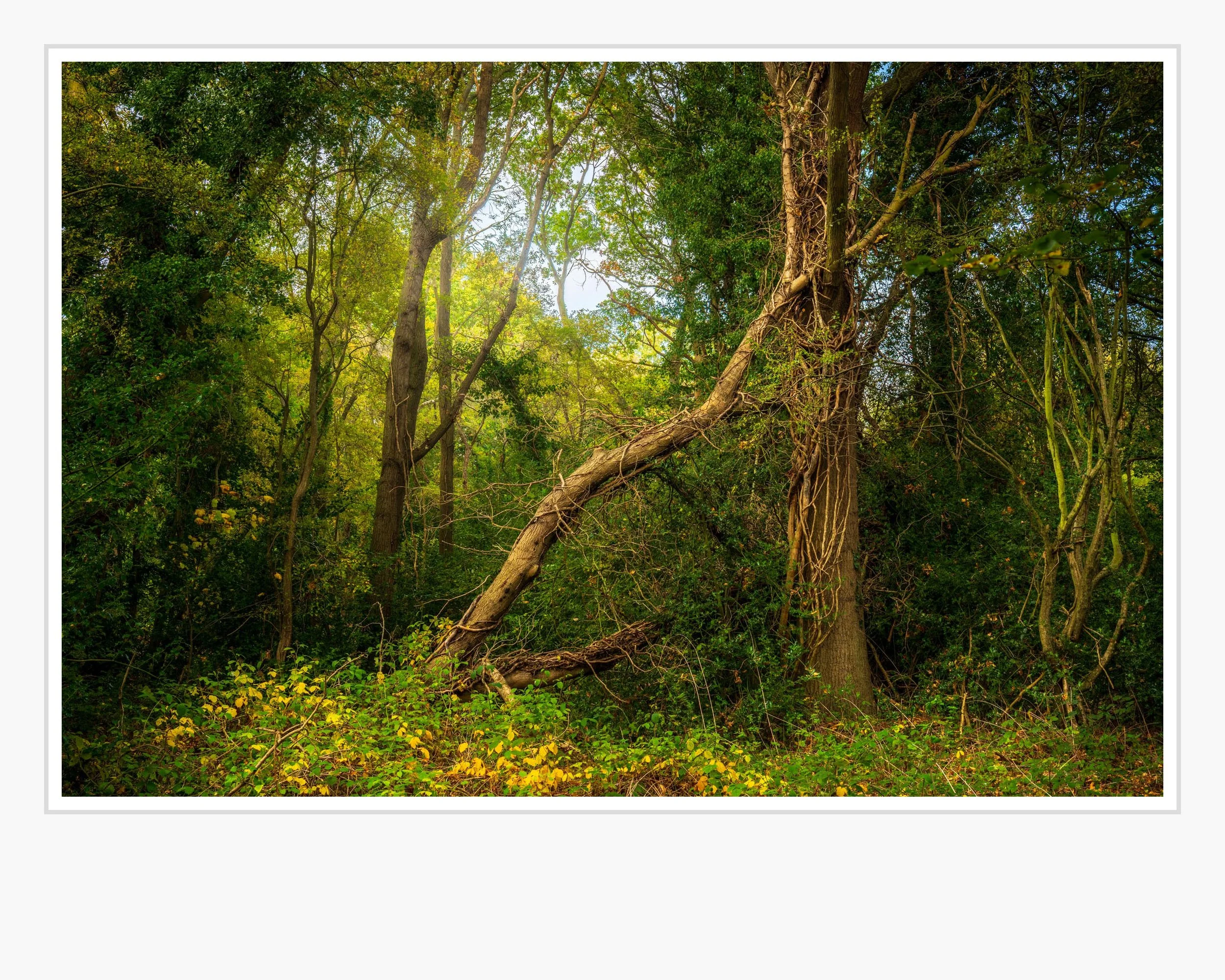Squarespace Train Station Tree-2.jpg