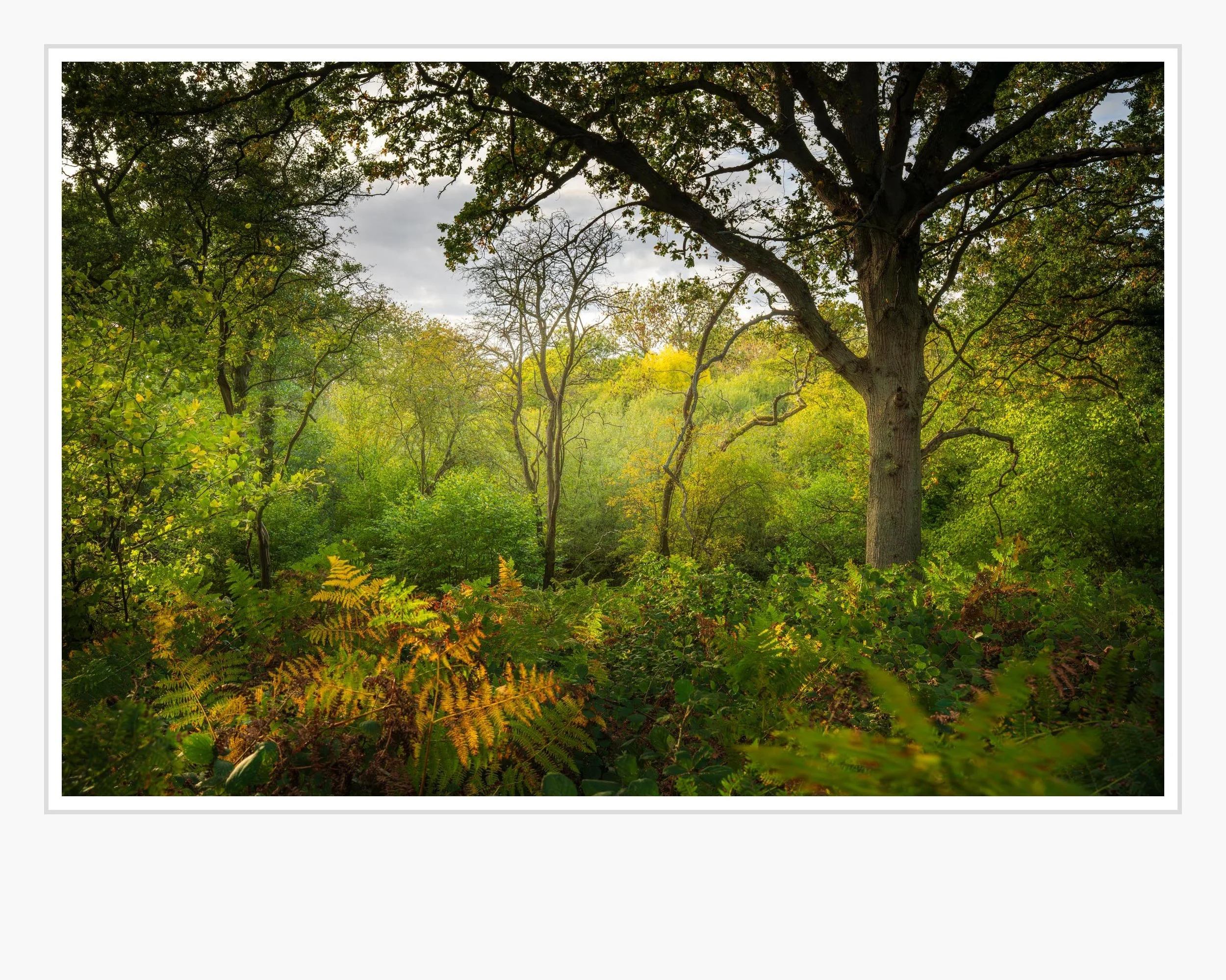 Villa Wood