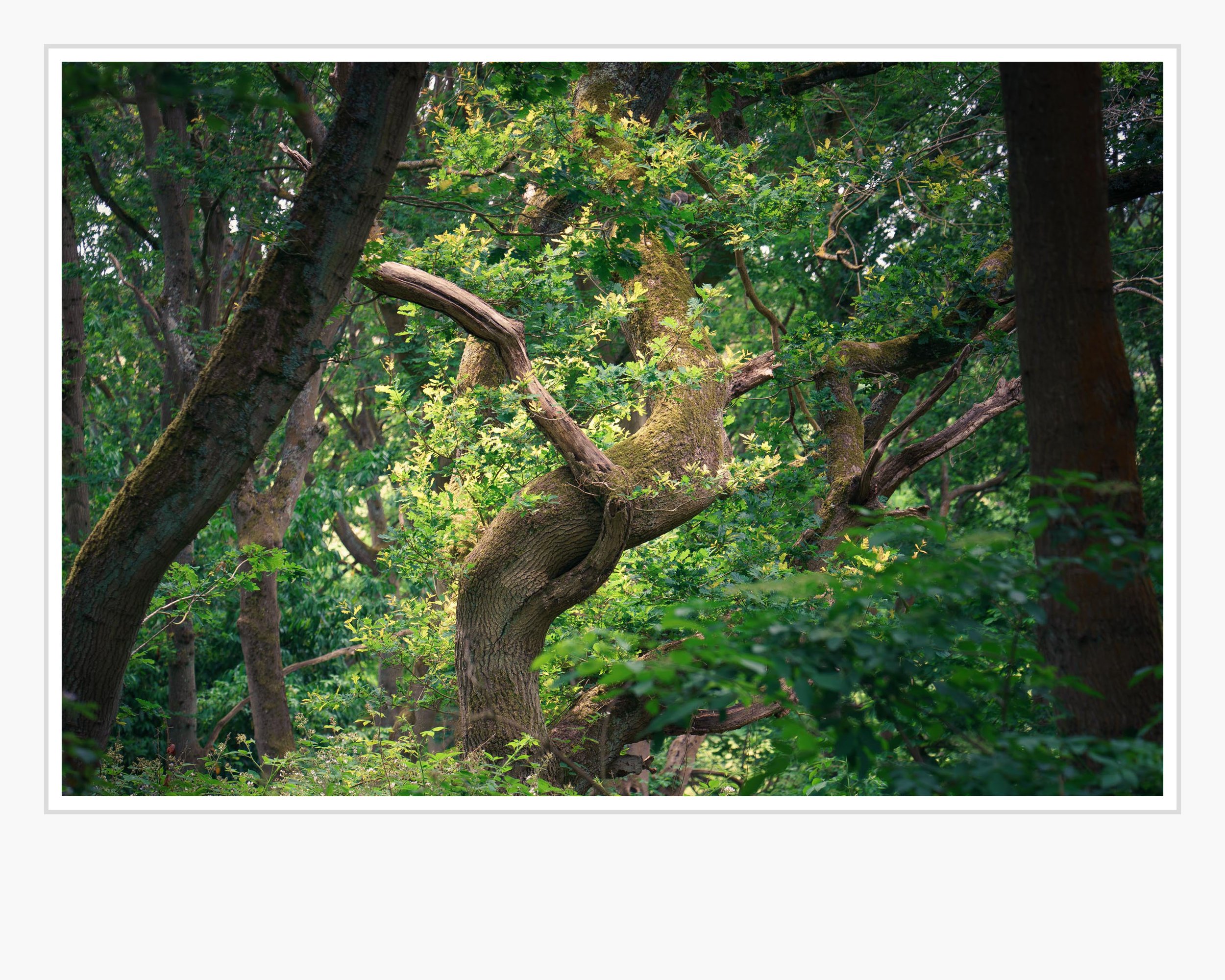 Squarespace _TII0875.jpg