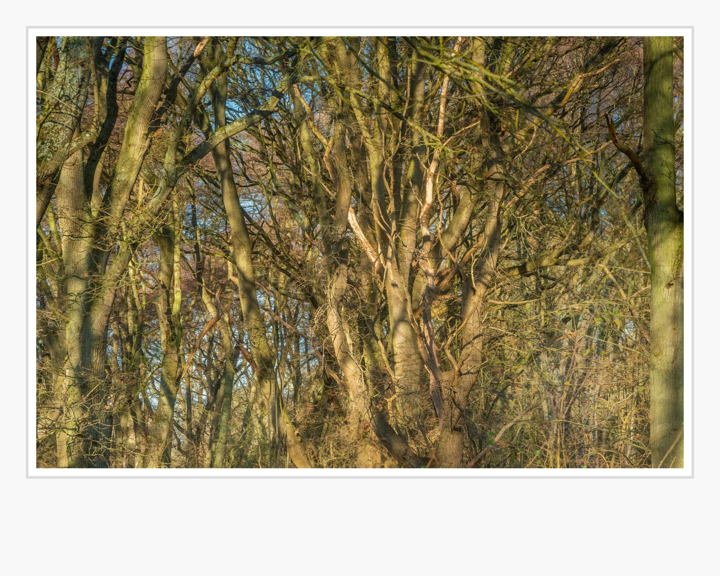 Squarespace _TI22136-Edit.jpg