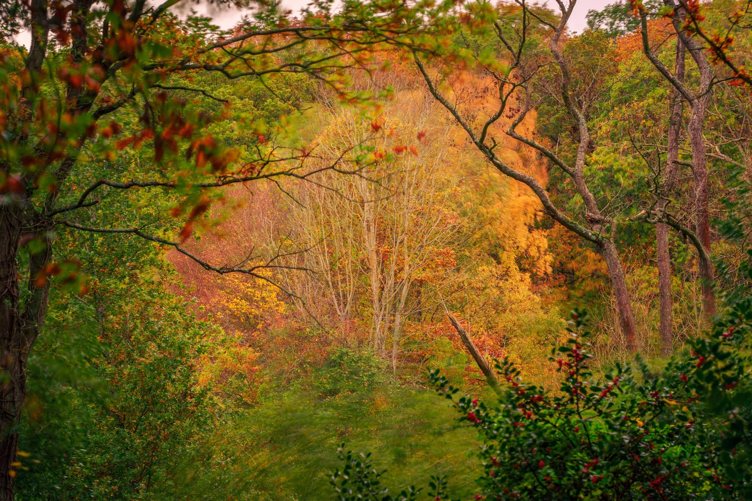 Autumn Tree ARW-5.jpg