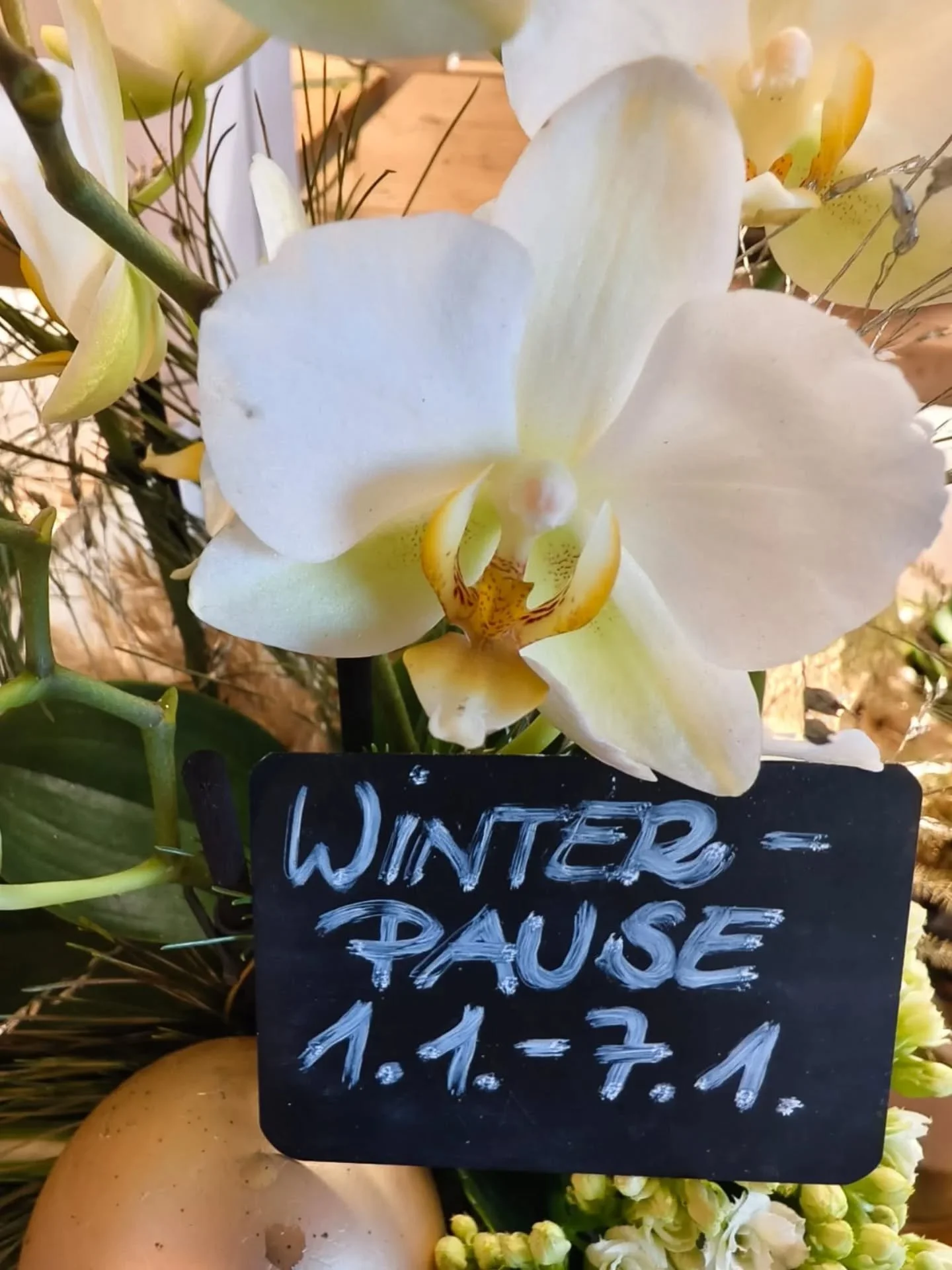 Wir sind auf Urlaub!

Liebe Kundinnen und Kunden,

wir w&uuml;nschen Ihnen ein ein frohes und bl&uuml;hendes neues Jahr 2026! Damit wir frisch und kreativ in das neue Jahr starten k&ouml;nnen, machen wir eine kleine Auszeit.

Die Blumenbox Traiskirch