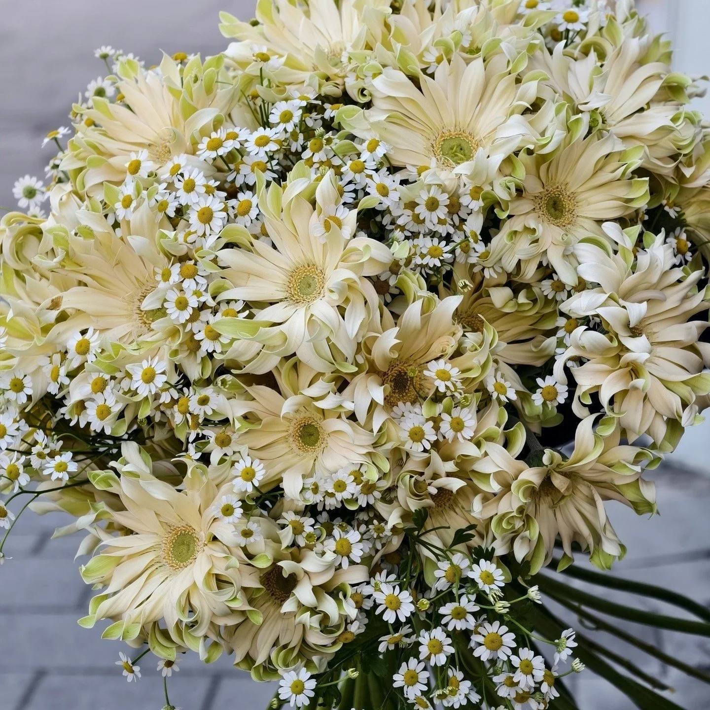 Wer hat gesagt, dass Pasta nur in den Kochtopf geh&ouml;rt? 🍝🌸
Bei uns in der Blumenbox Traiskirchen gibt&rsquo;s wohl die h&uuml;bschesten Nudeln der Stadt! Unsere Gerbera Pasta in sind zum Anbei&szlig;en sch&ouml;n und das absolute Highlight f&uu