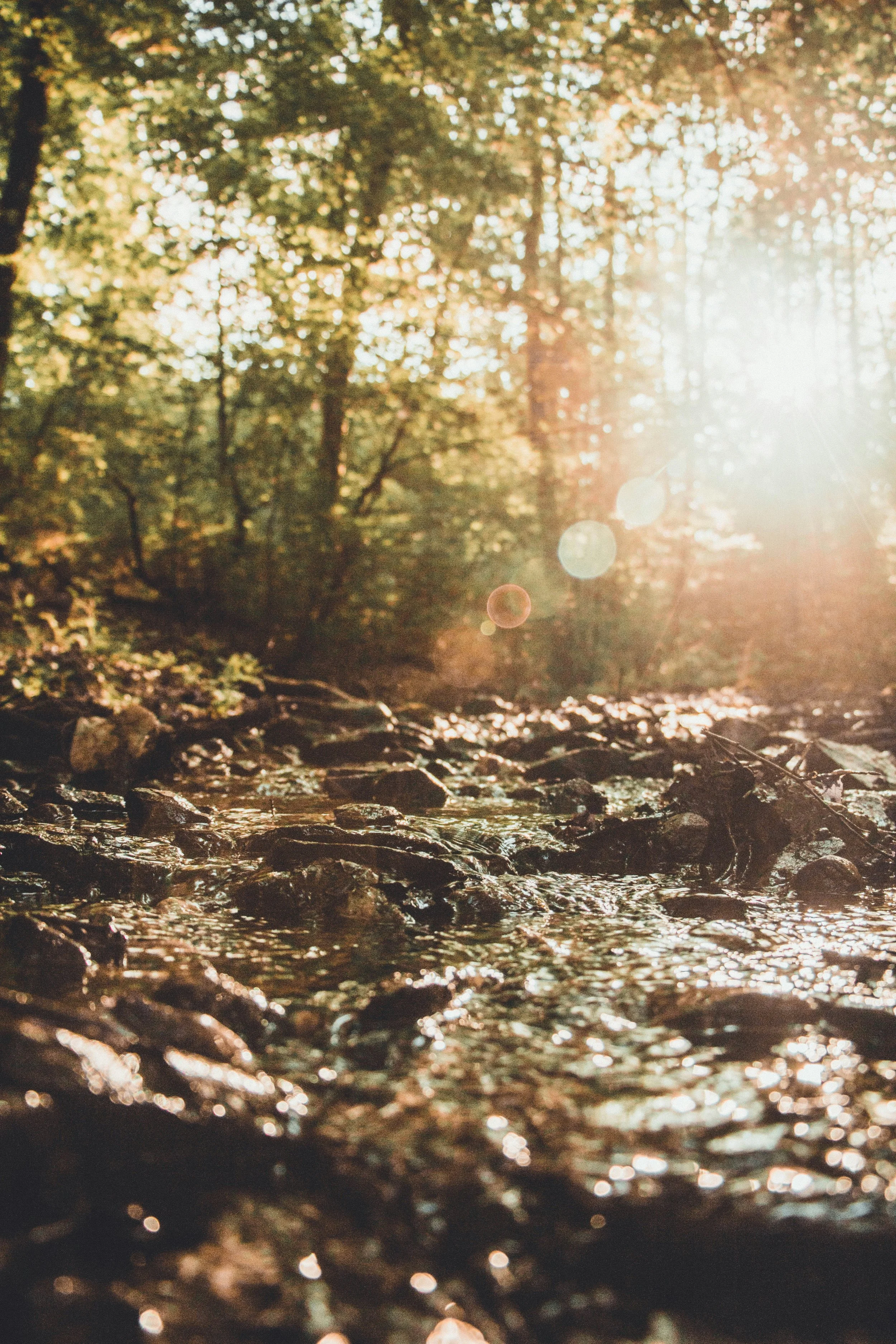 Une rivière ou un ruisseau traversé par des rochers, entouré d'arbres avec la lumière du soleil filtrant à travers le feuillage.