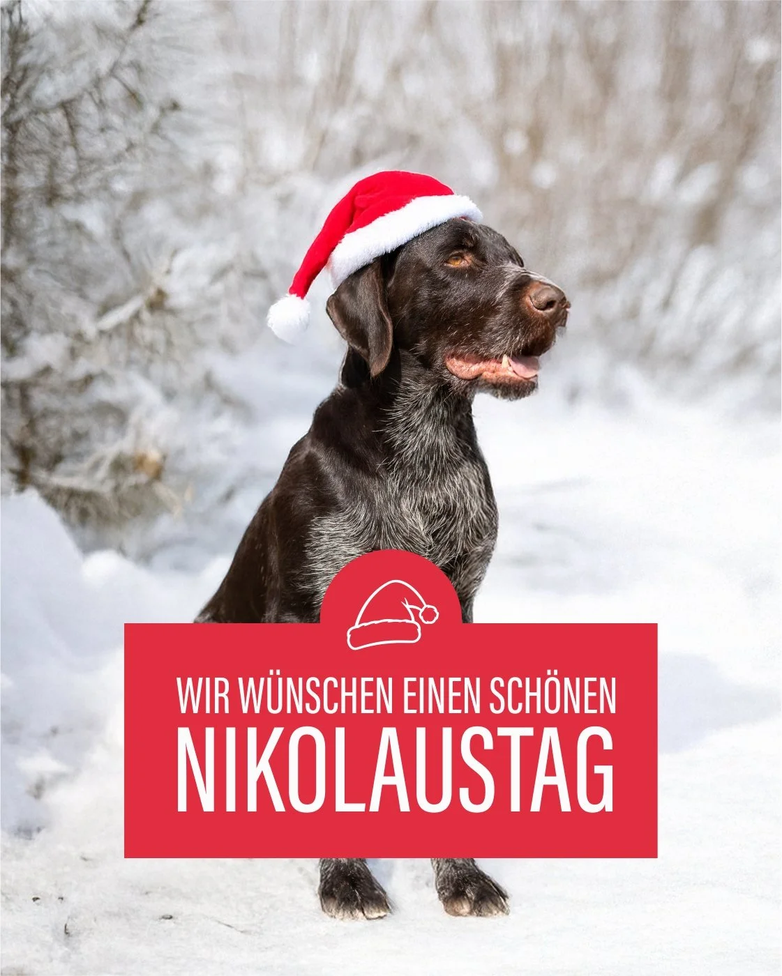HAPPY NIKOLAUS 🎅🐾

Unser Vero hat sich heute extra in Schale geworfen &ndash; oder besser gesagt in M&uuml;tze &ndash; um euch allen einen fr&ouml;hlichen Nikolaustag zu w&uuml;nschen!
Ob ihr brav wart oder noch ein paar Extra-Leckerlis verdient ha