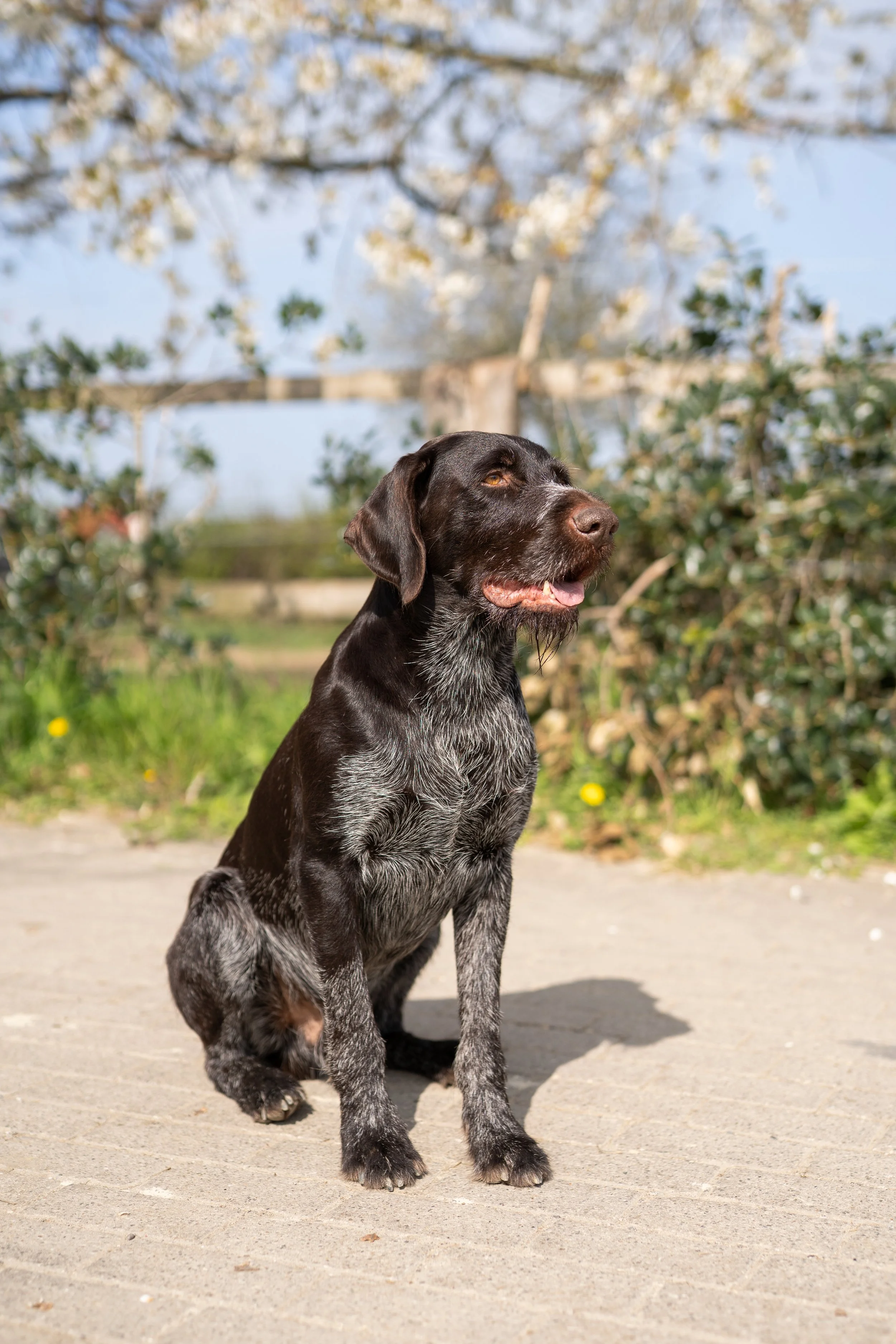 Vero unsere Fellnase auf der Baustelle