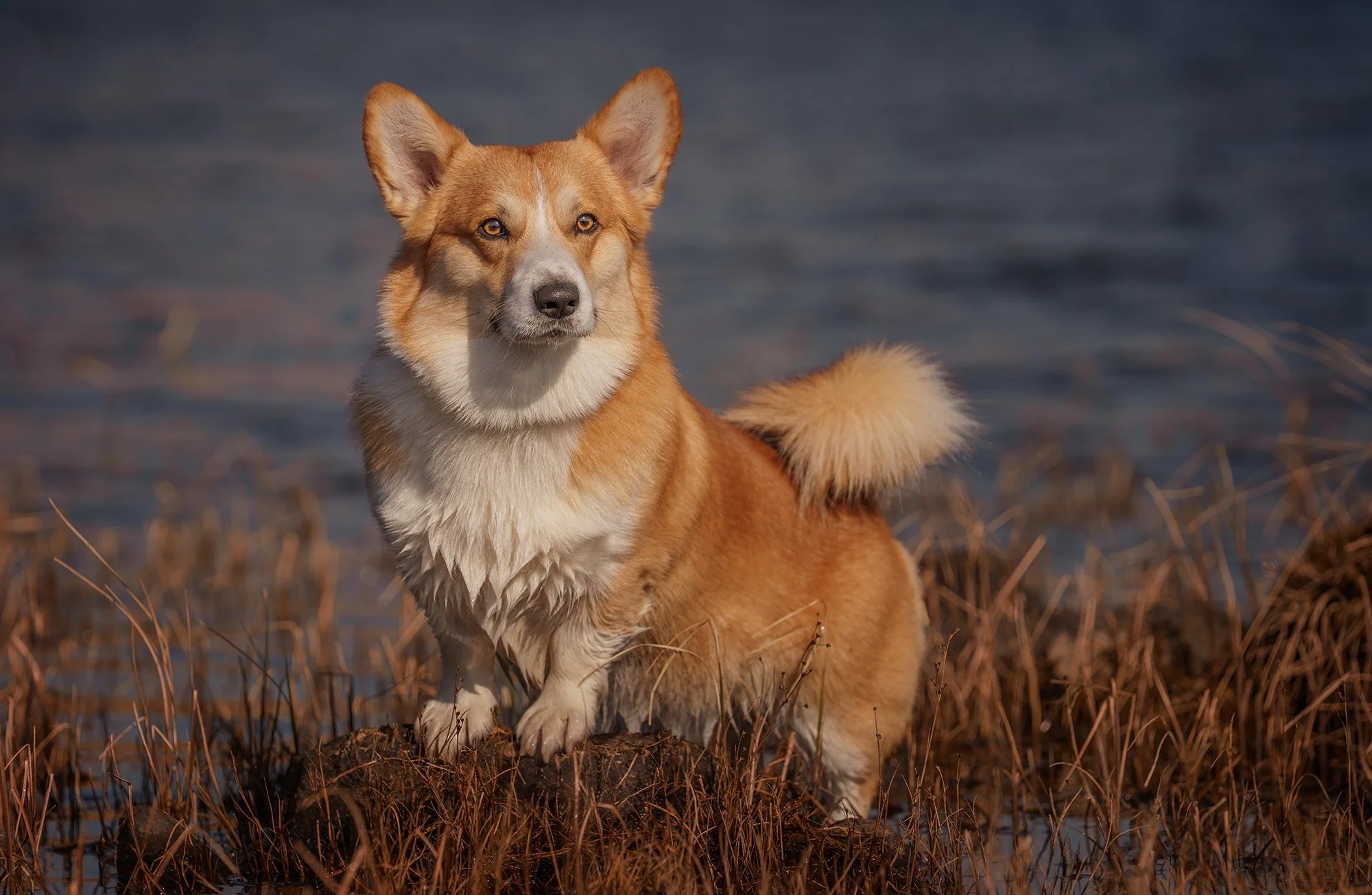 A dog with a mixed breed, fluffy tail, and chestnut-colored fur standing on brown marshland near water.