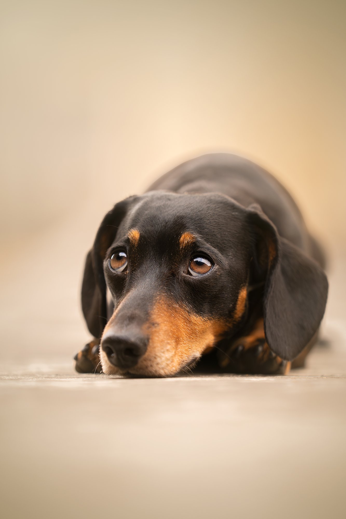 Close-up of a black and tan Dachshund lying flat on the floor, resting its head with a sad or tired expression.