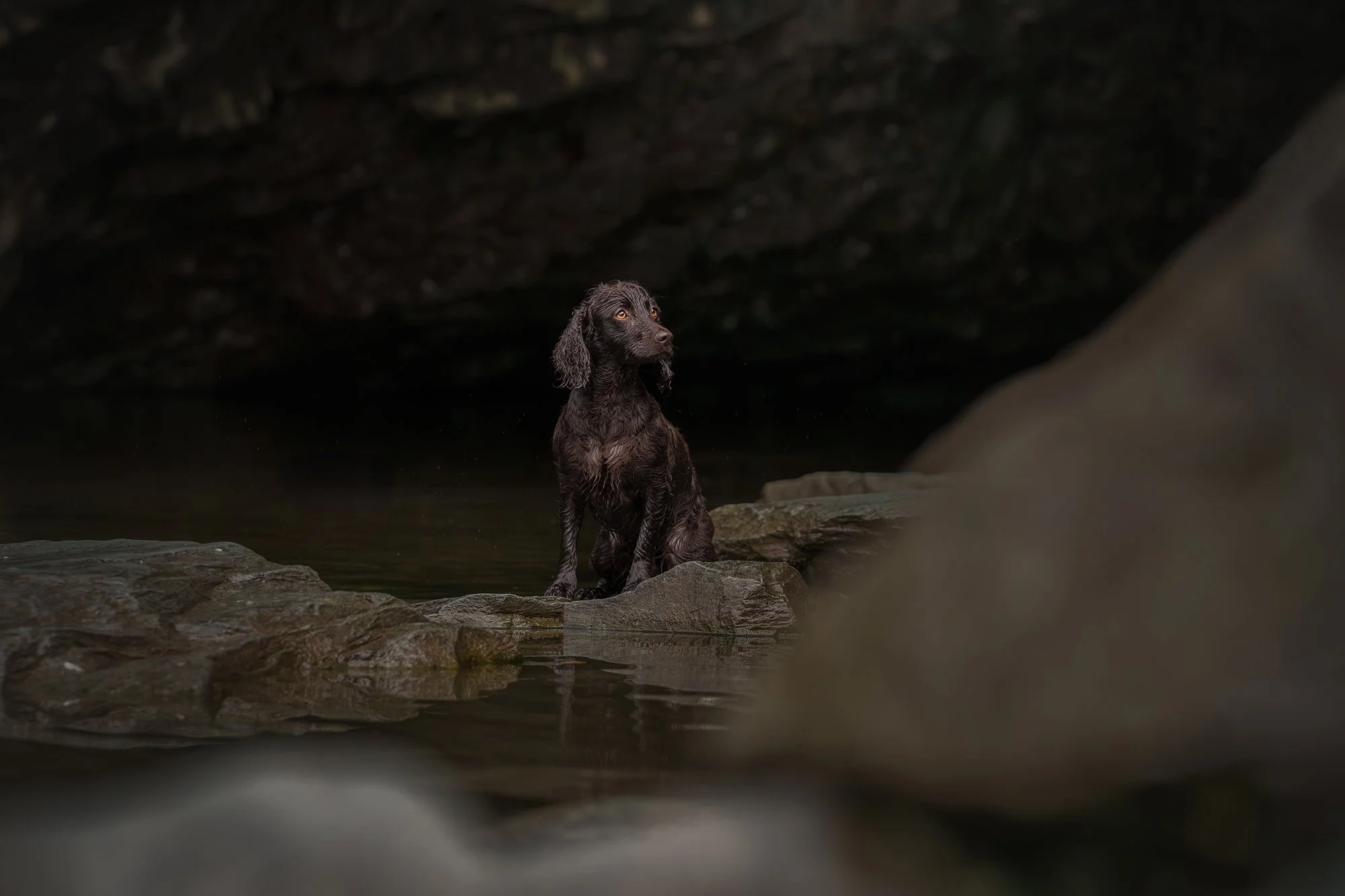 A wet, dark brown dog sitting on rocks near a small body of water in a cave or rocky area.