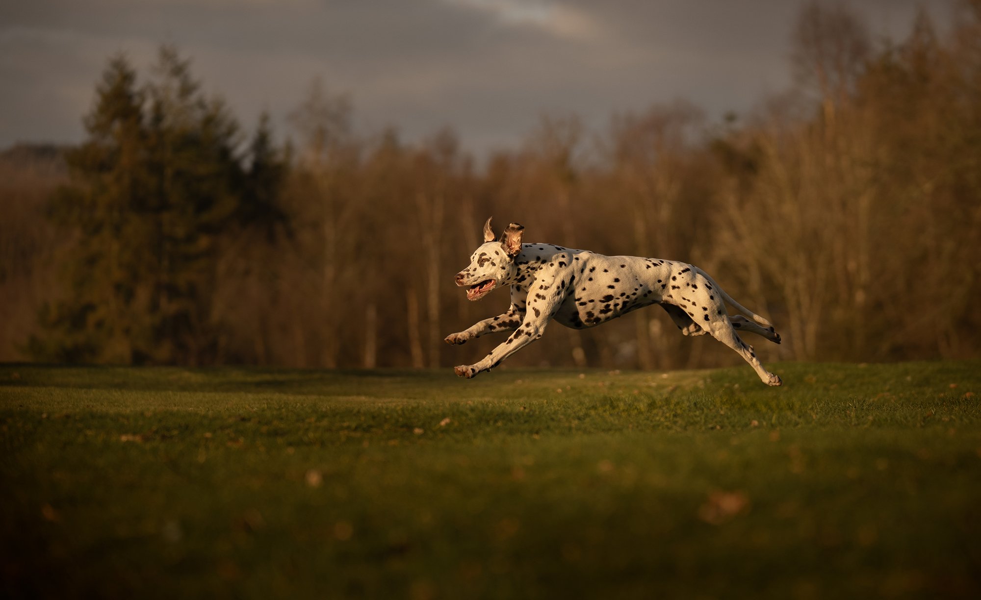 A Dalmatian dog running and jumping across a grassy field in an outdoor setting with trees in the background.