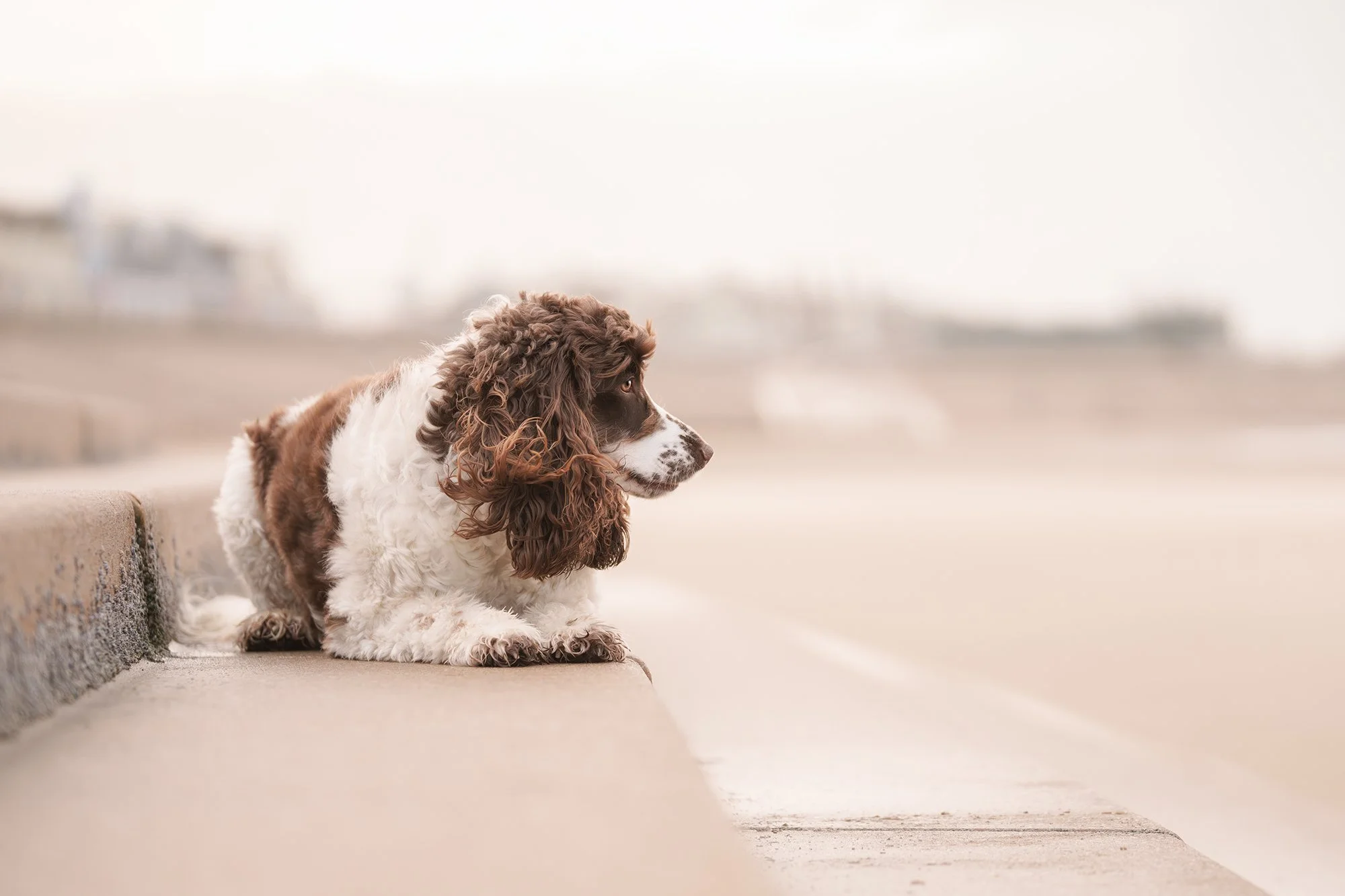 A brown and white Cocker Spaniel dog lying on a curb and looking attentively to the right outdoors.