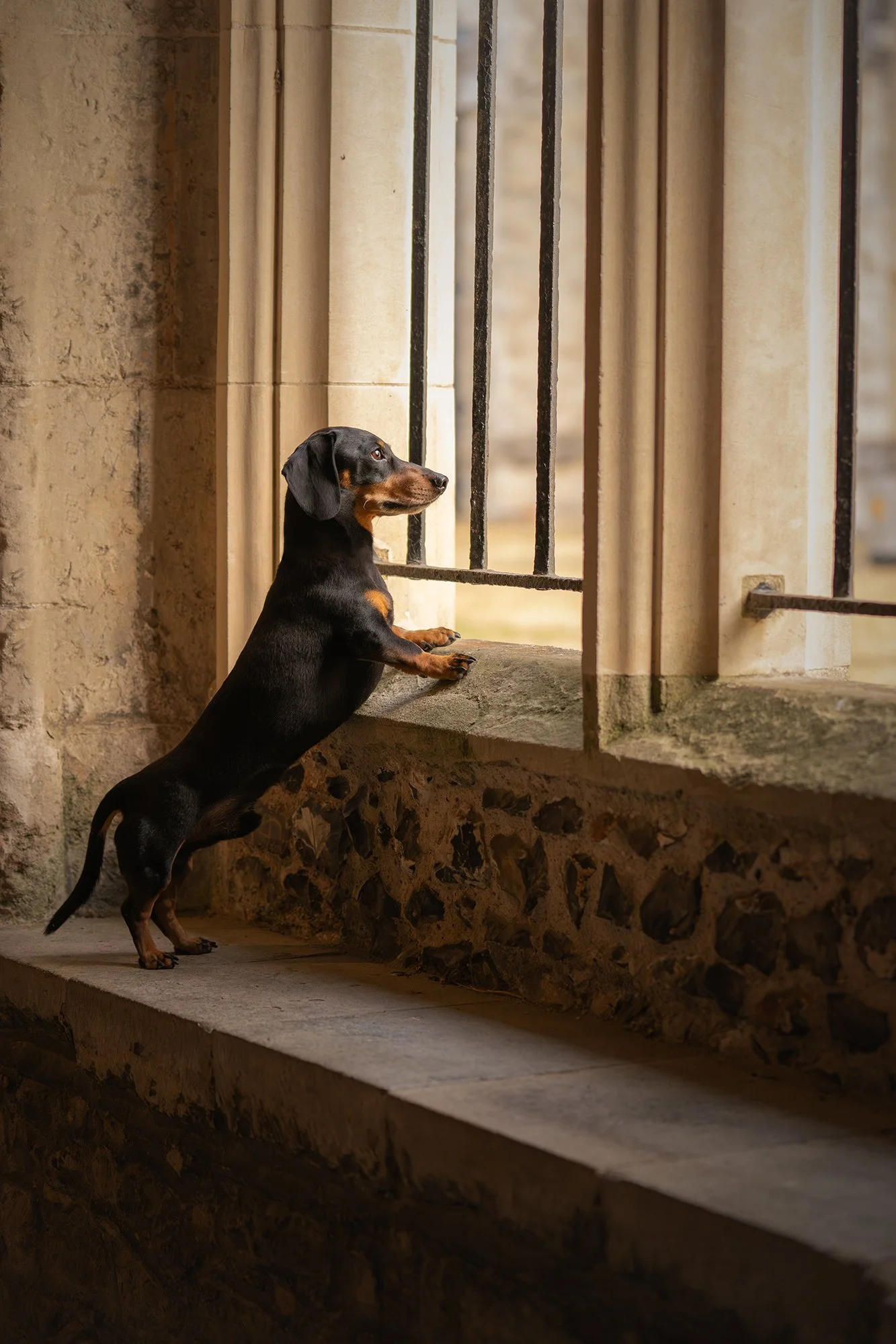 A small black and tan Dachshund standing on a stone ledge, looking through iron bars of a window inside a stone building.