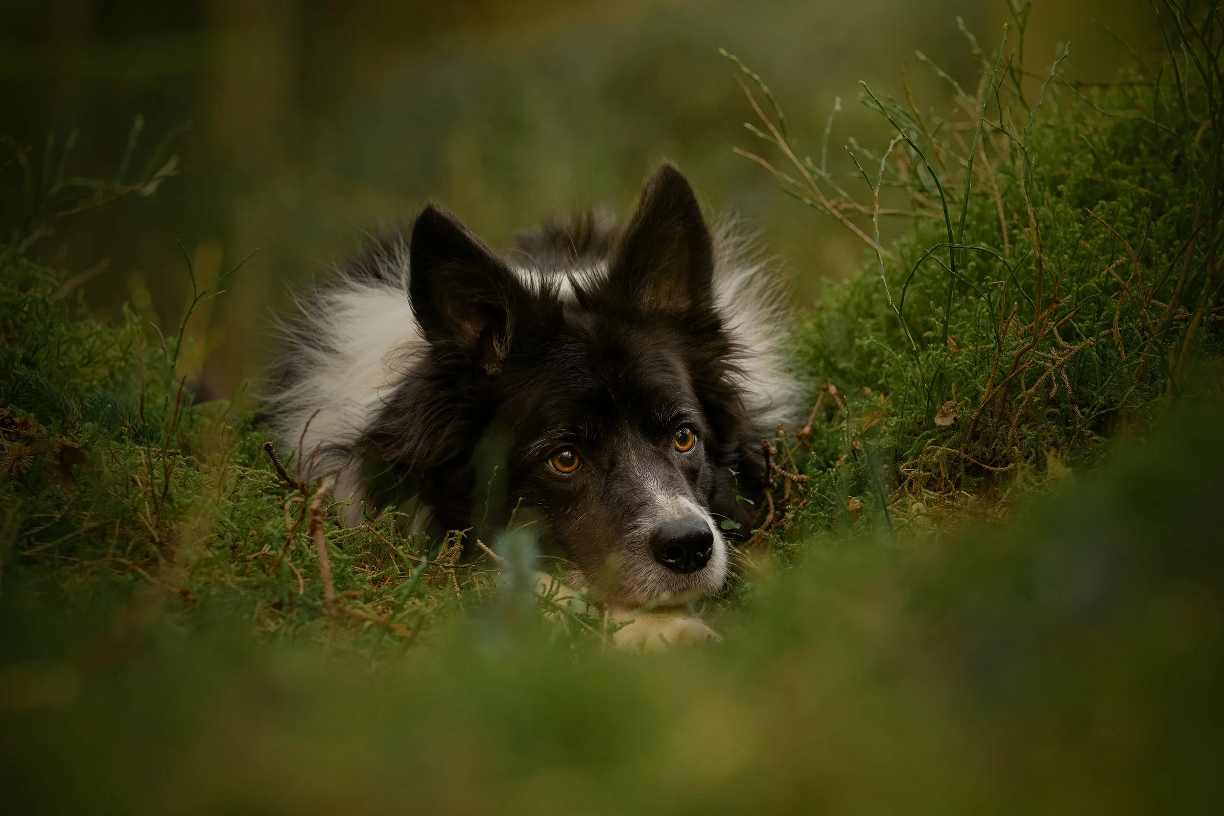 A black and white Collie dog lying down in green grass and foliage, with alert ears and attentive eyes.