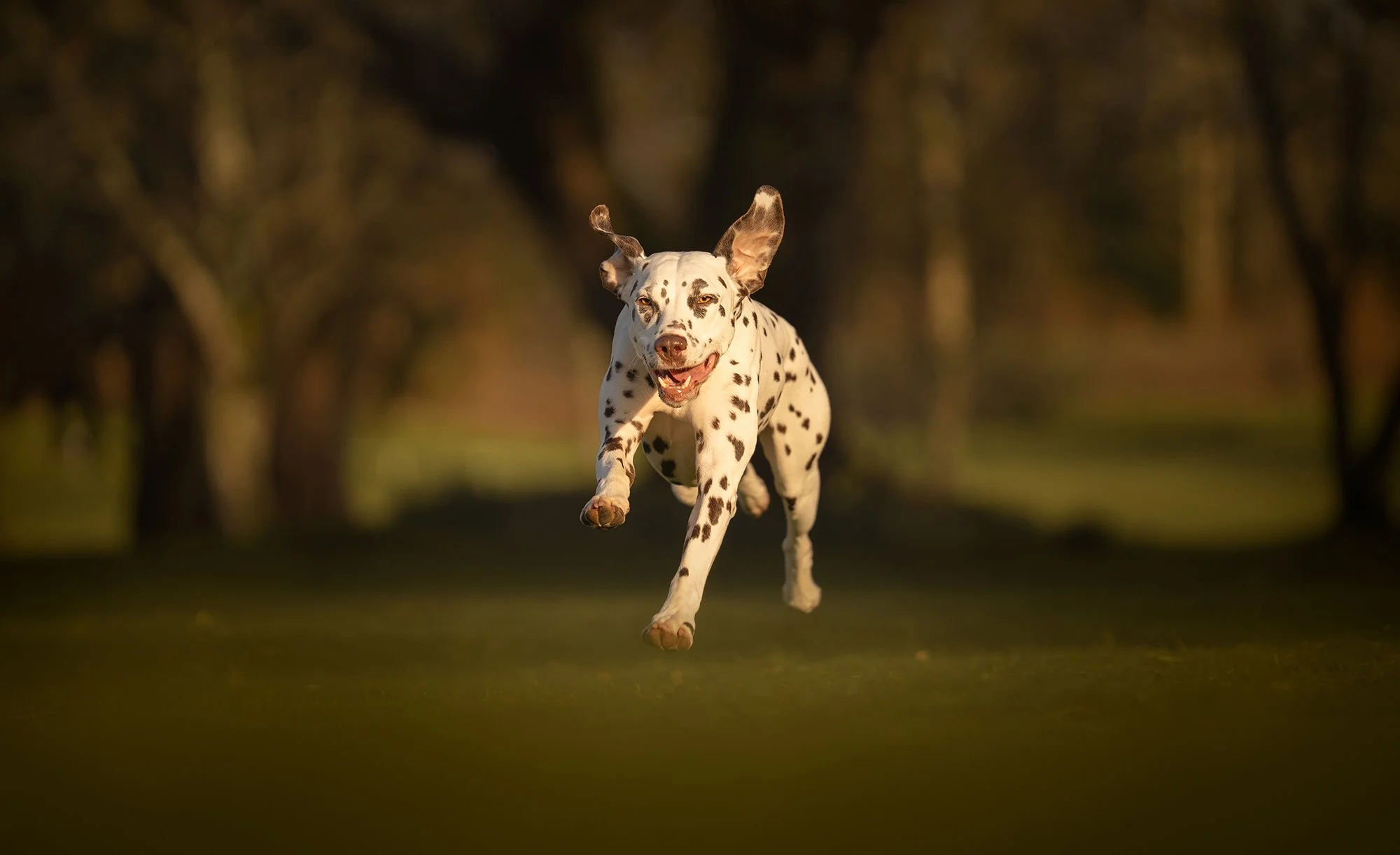 Dalmatian dog running towards the camera on a blurred outdoor background.