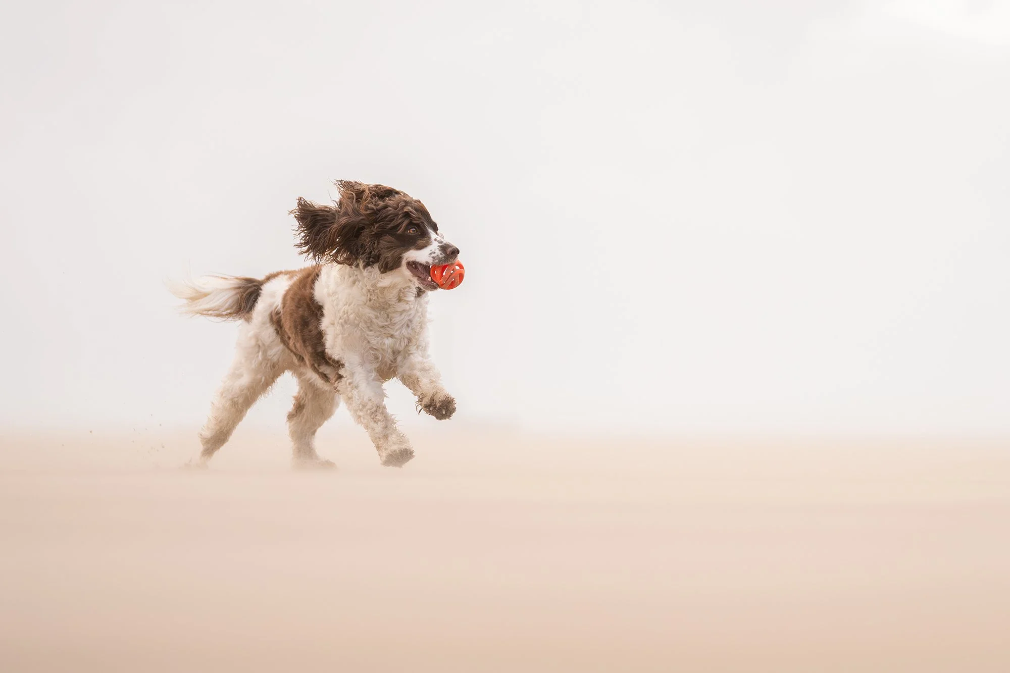 Dog running with a red ball in its mouth against a plain white background.