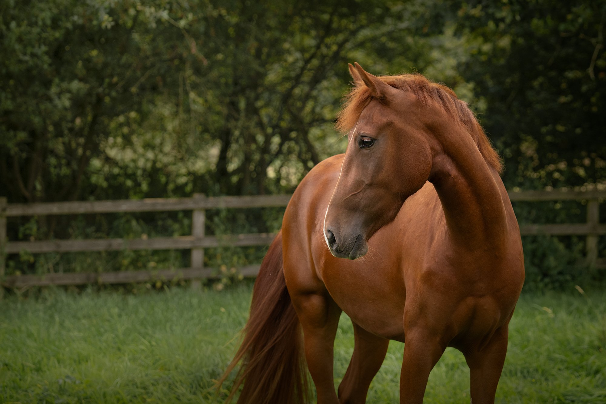 A chestnut horse standing in a grassy field with a wooden fence and trees in the background.
