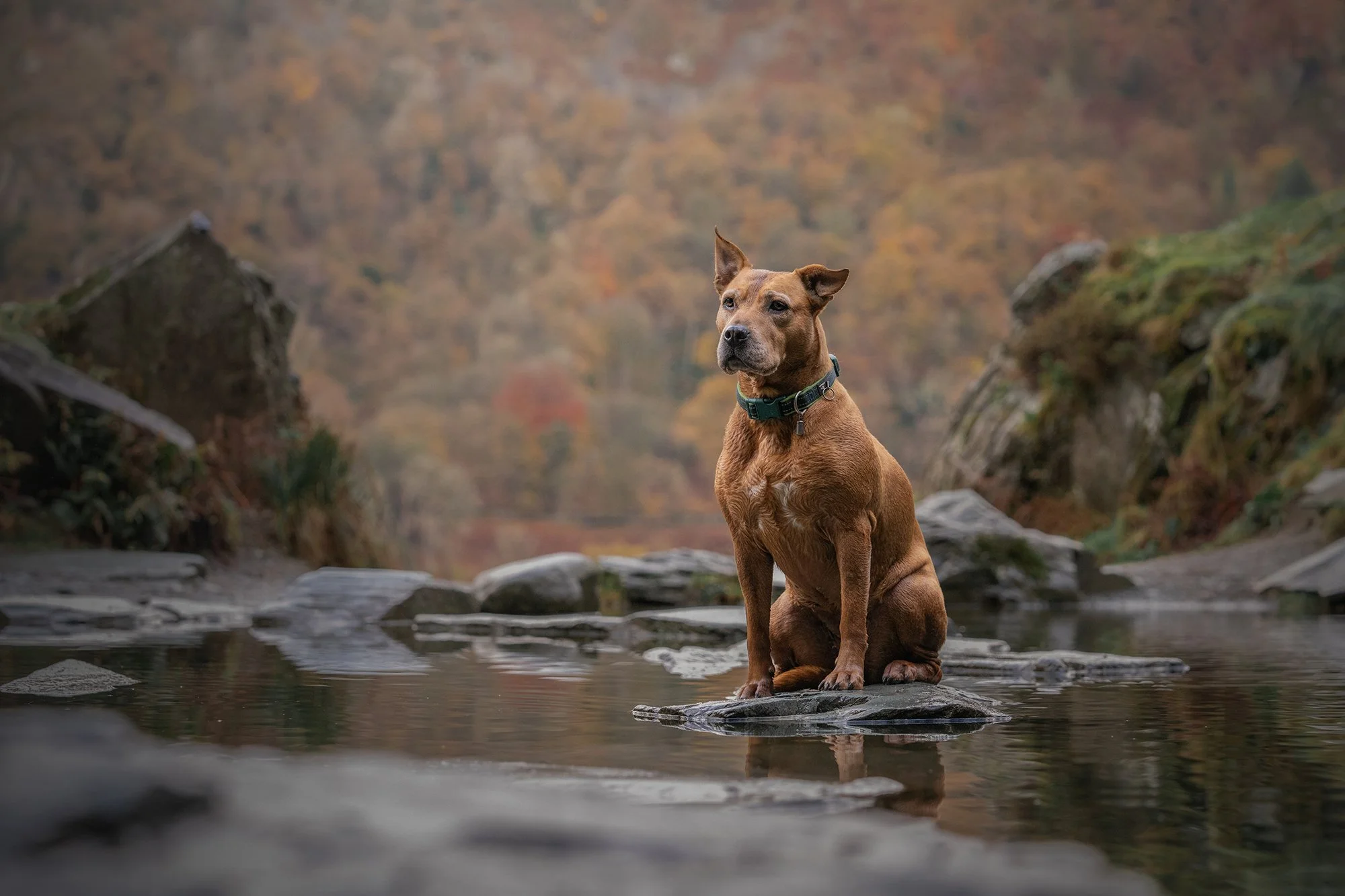 A brown dog sitting on a rock in a shallow stream, with autumn trees in the background.
