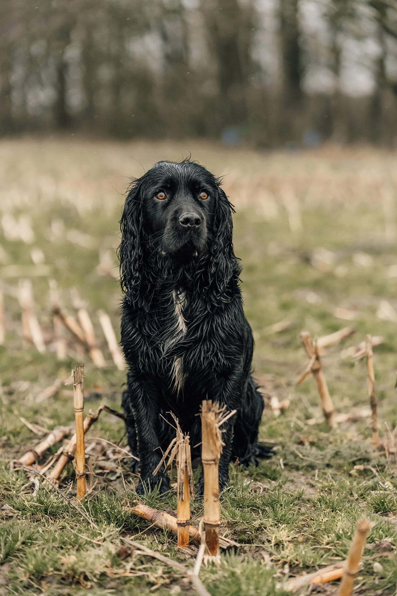 A black dog with long, wet curly fur sitting on grass in a field with dried plant stalks, with a blurred trees in the background.