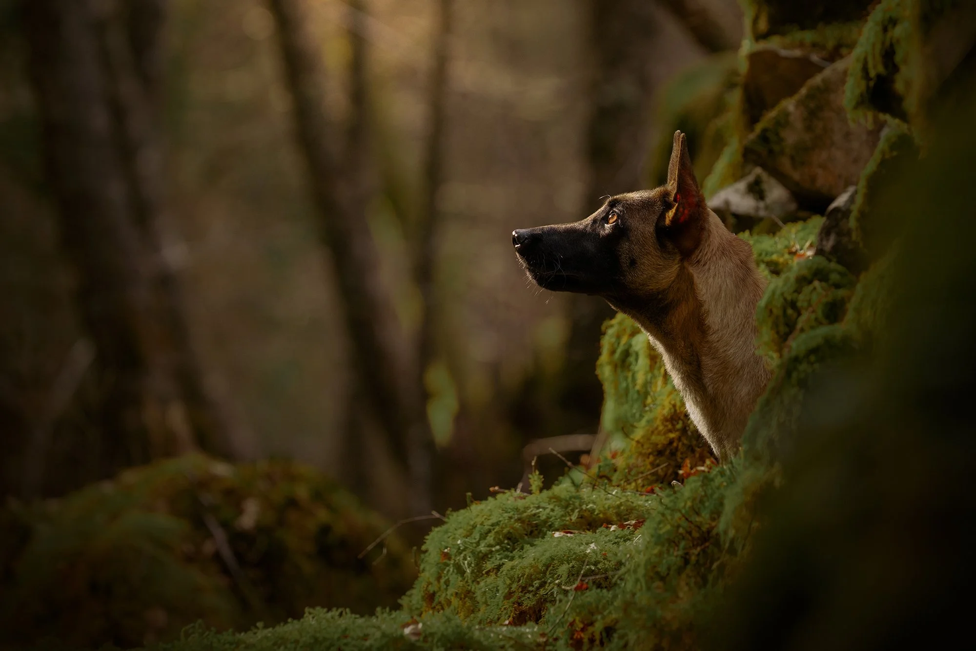 Matt Gladwin Dog Photography Lancashire