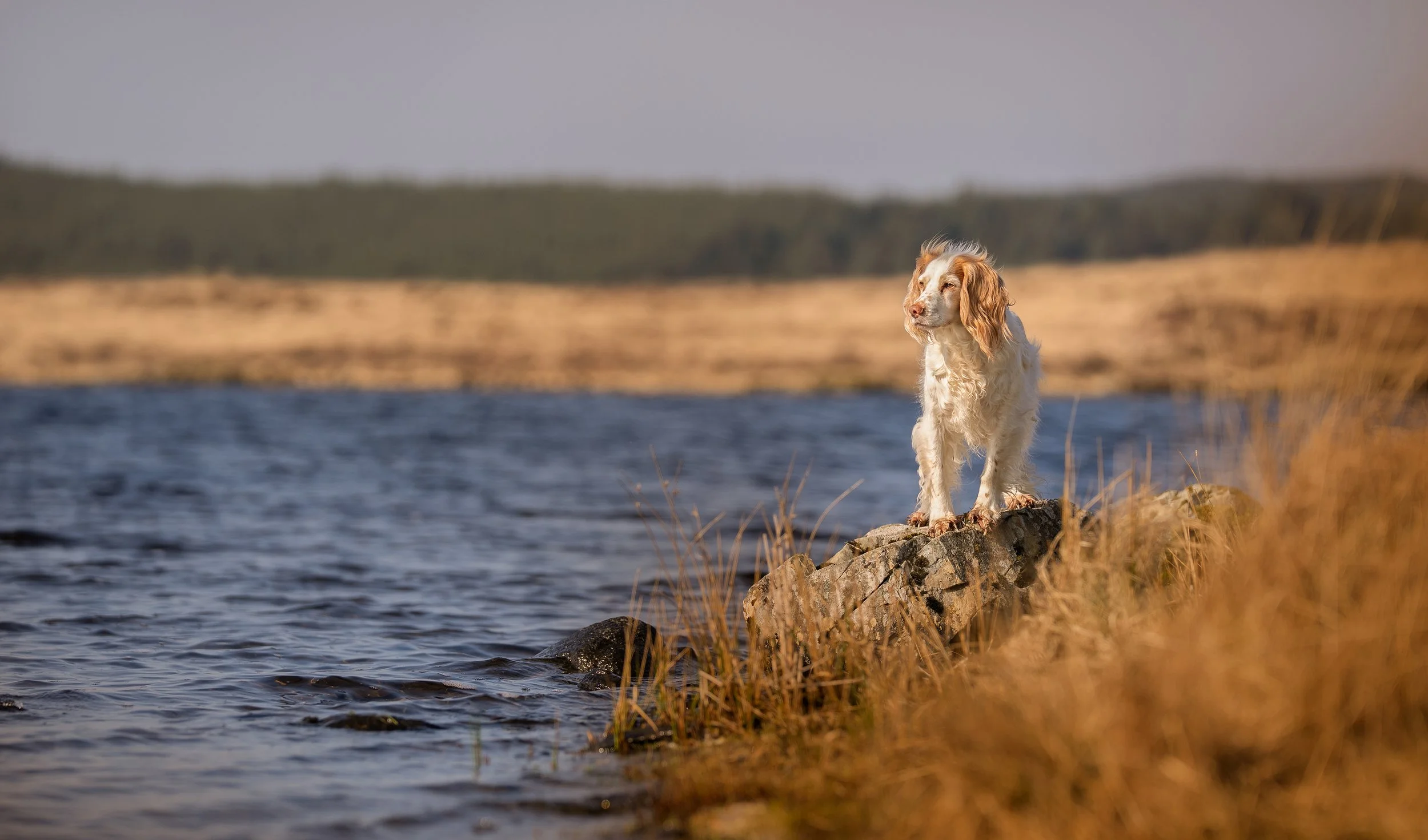 A dog standing on a rock by a lake, looking into the distance, with dry grass in the foreground and blurred trees and water in the background.