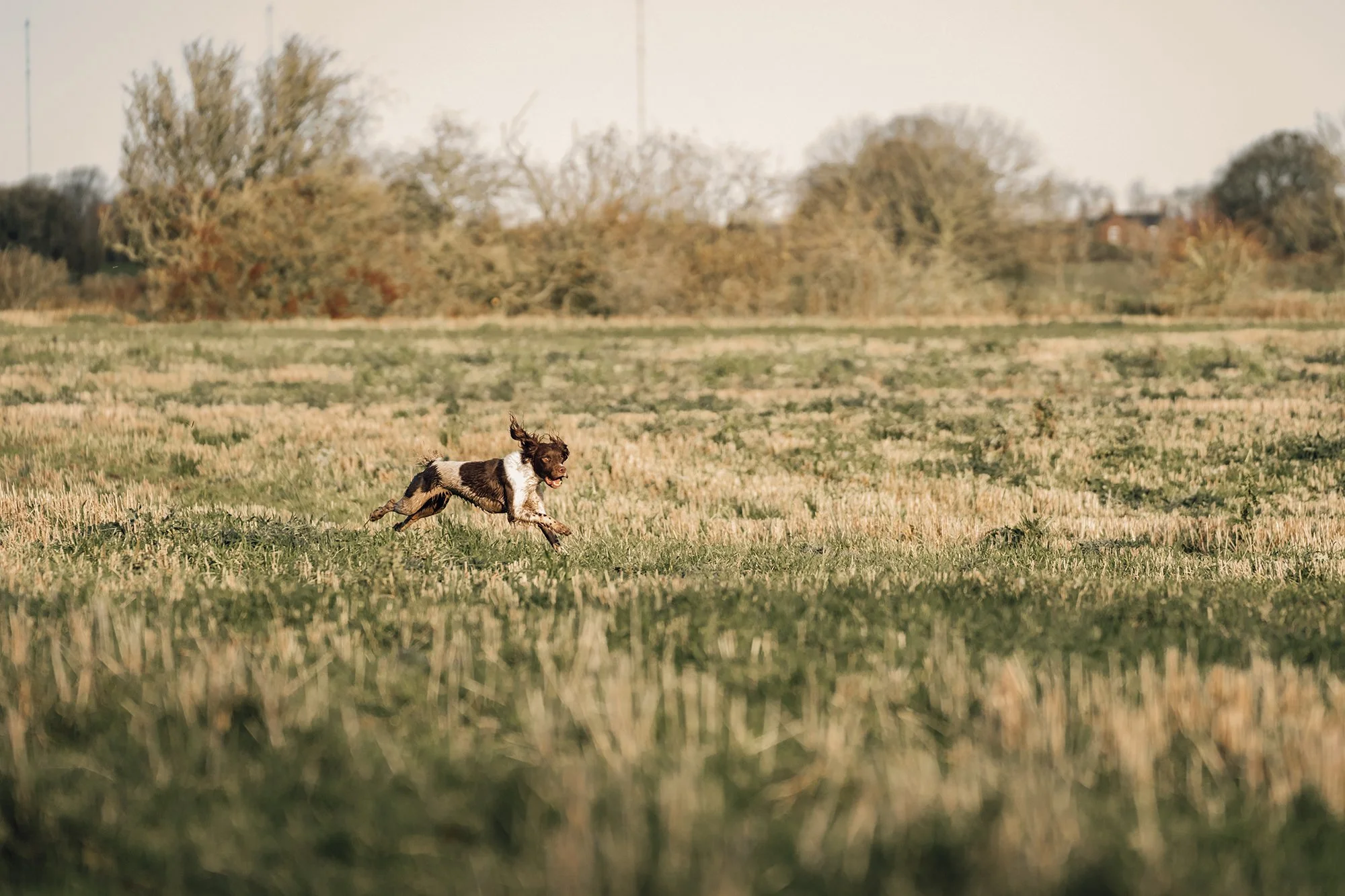 A small dog running across a grassy field during daytime.