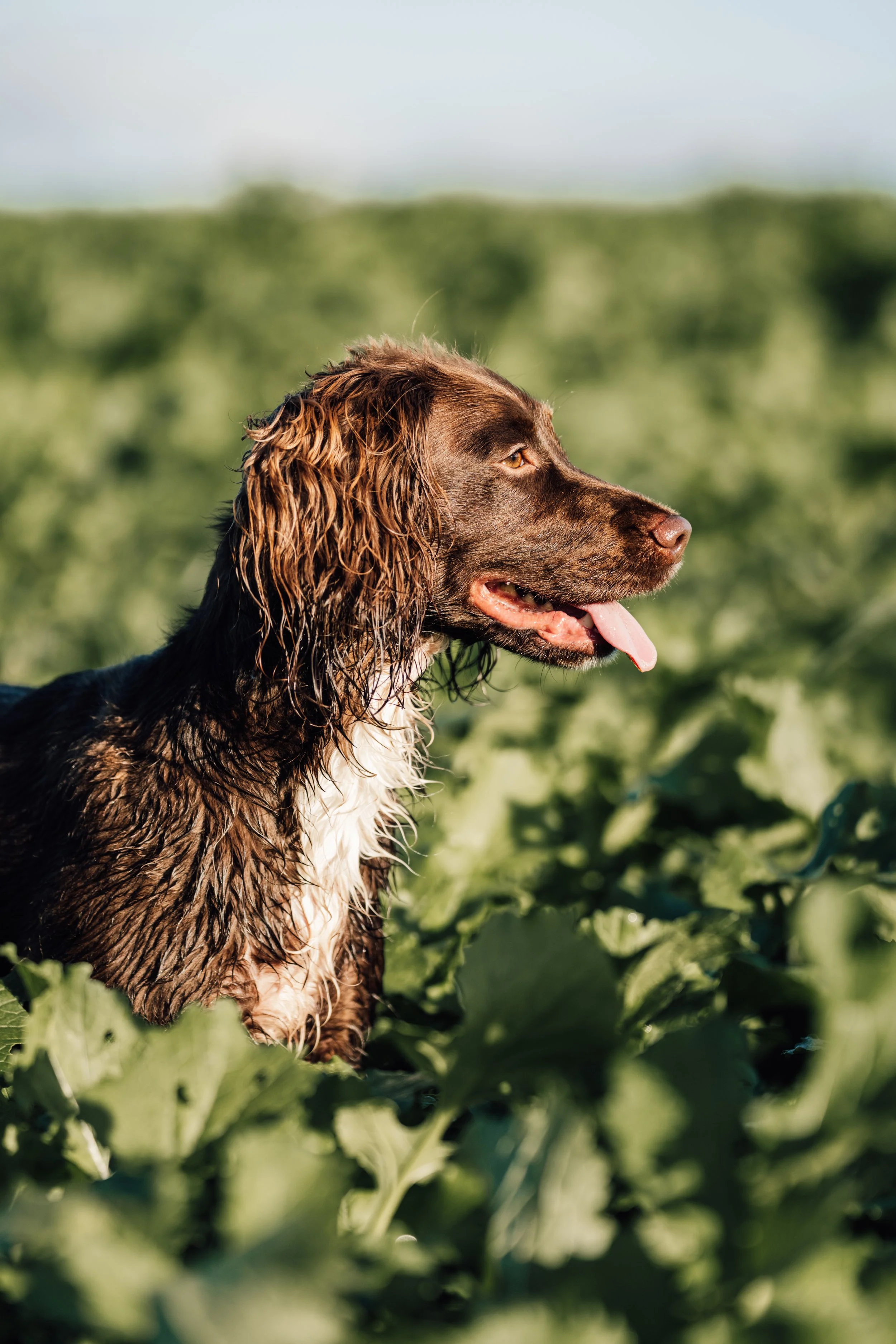 A brown and white dog with long, wet fur, standing in a green field on a clear day, with the dog looking to the right and its tongue slightly out.