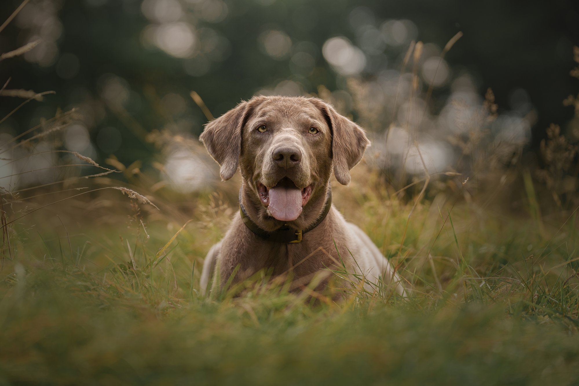 Labrador Retriever dog lying in tall grass outdoors, looking at the camera with its tongue out and mouth open.