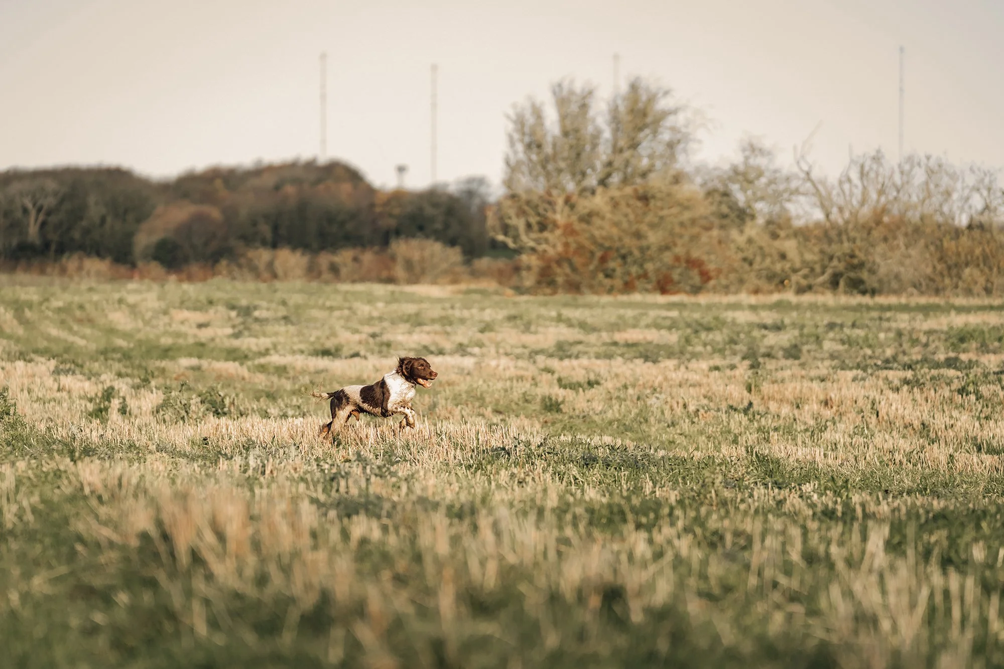 A dog running through a grassy field on a clear day with trees and power lines in the background.