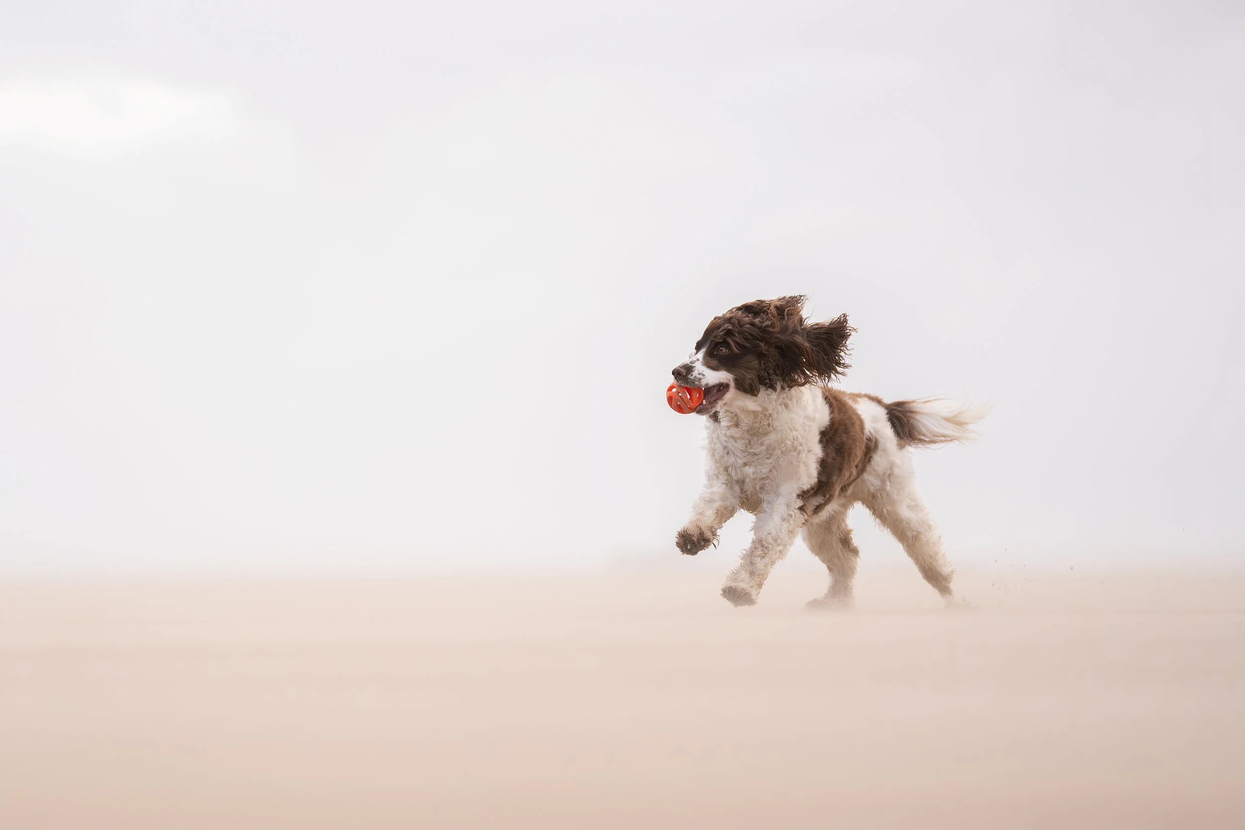 A brown and white Spaniel dog running on a light sandy surface with a red ball in its mouth.