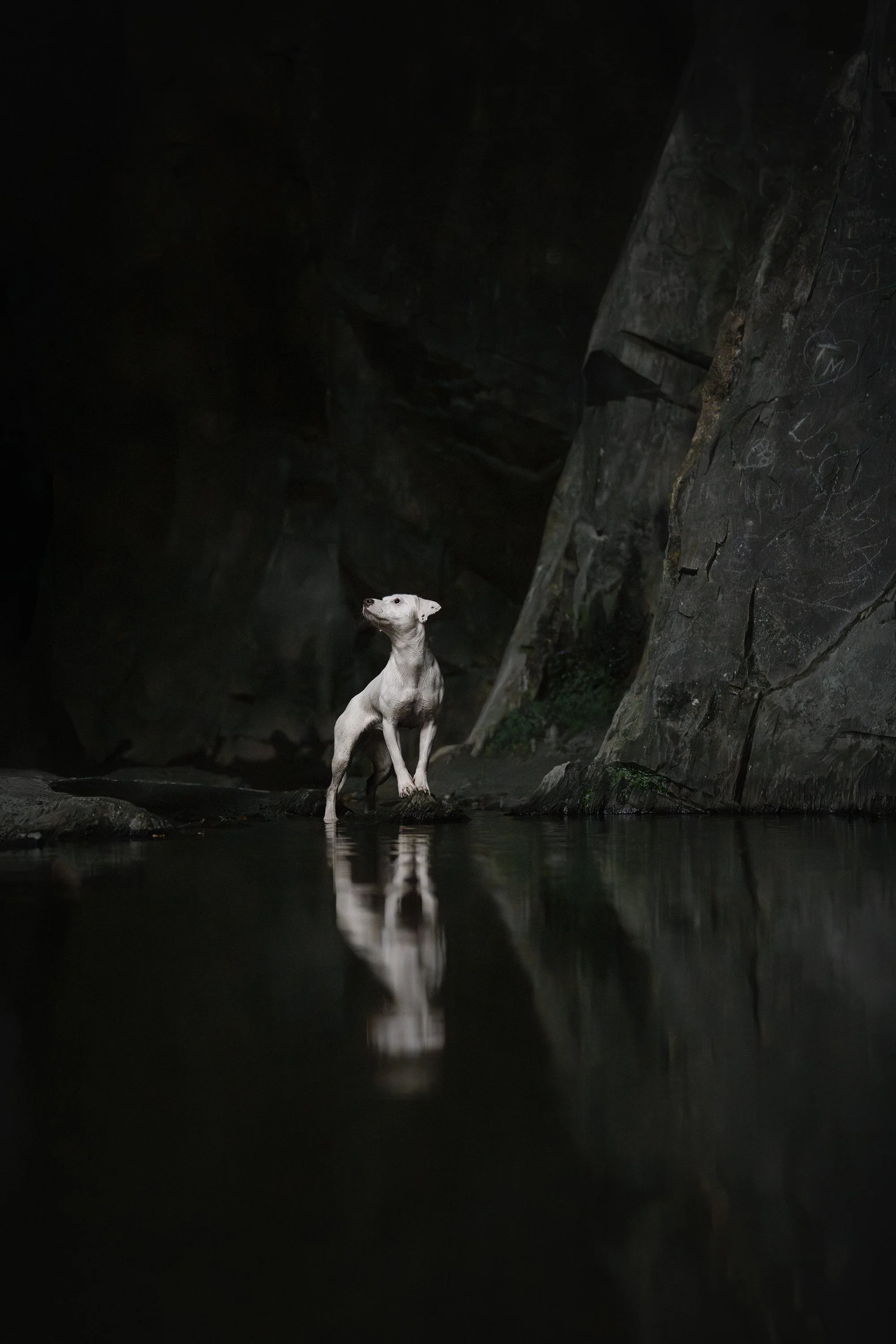 A white dog standing in water near large dark rocks and cliffs, reflected in the water, in a dimly lit natural cave or canyon setting.