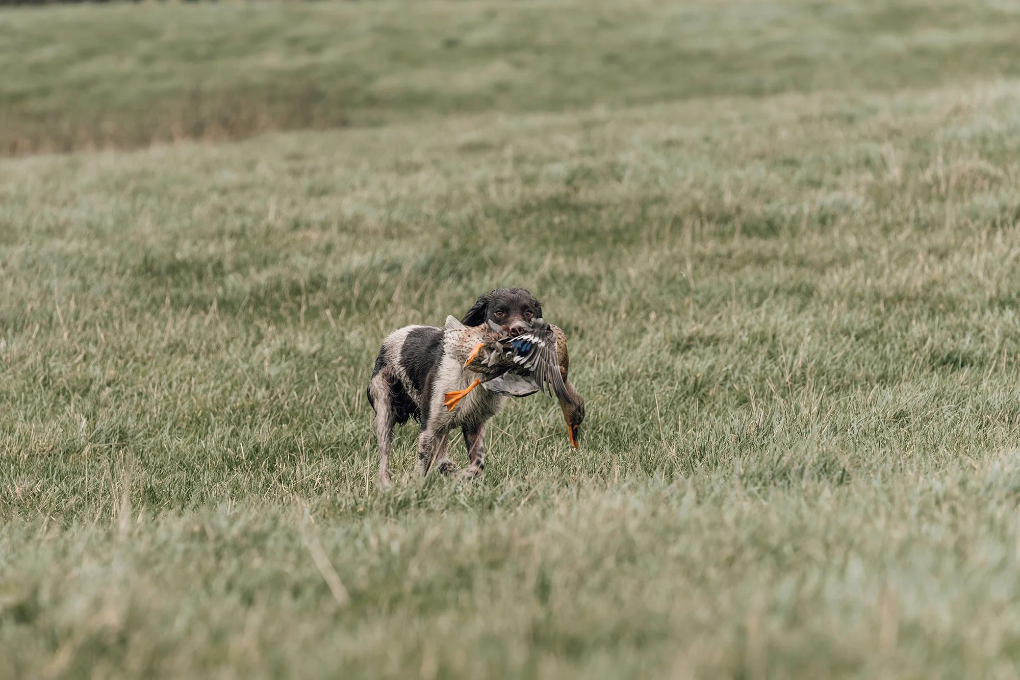 A black and white dog retrieving a duck in a grassy field.