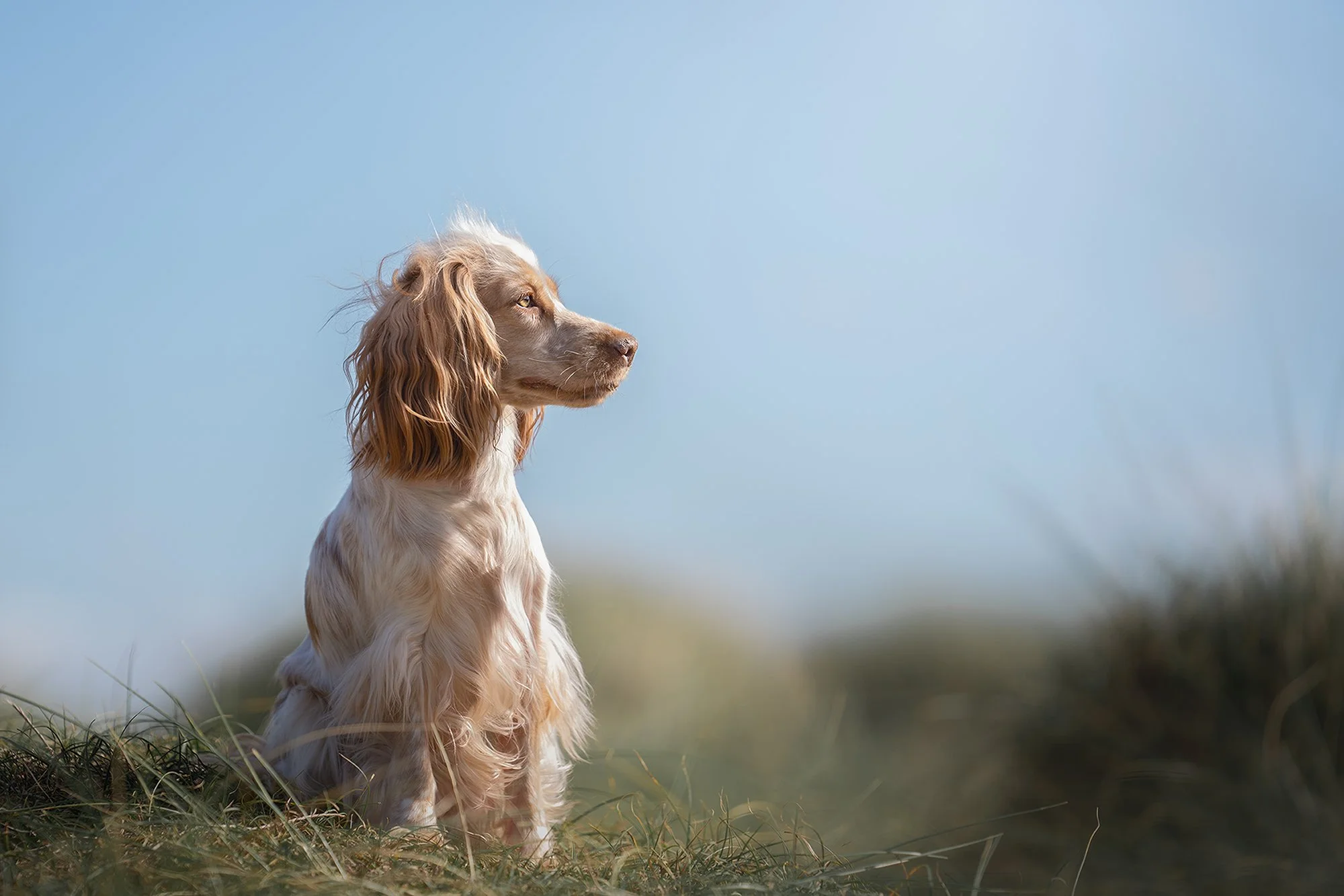 Matt Gladwin Dog Photography Lancashire