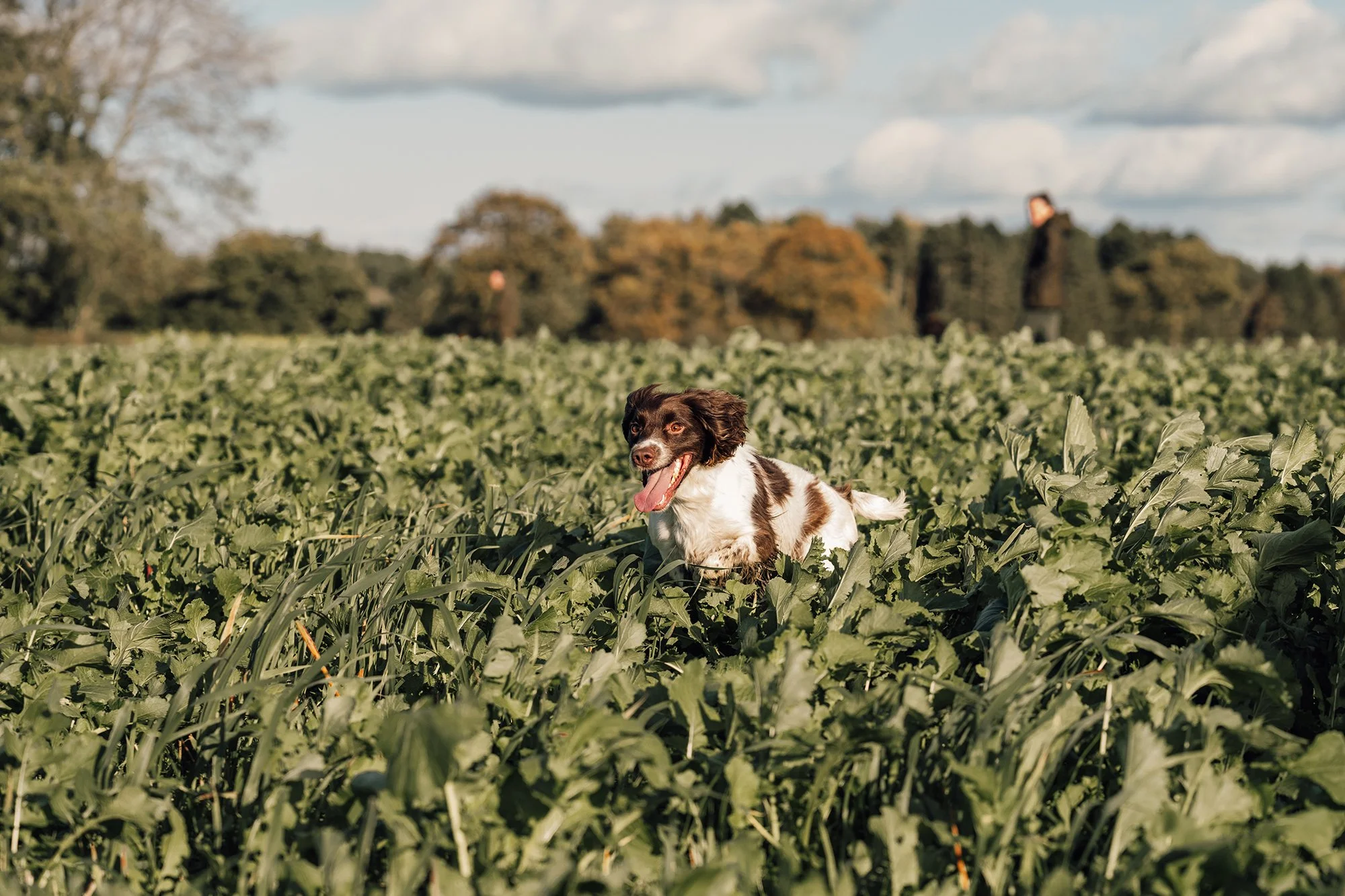 A dog running through a field of green plants with trees and a partly cloudy sky in the background.