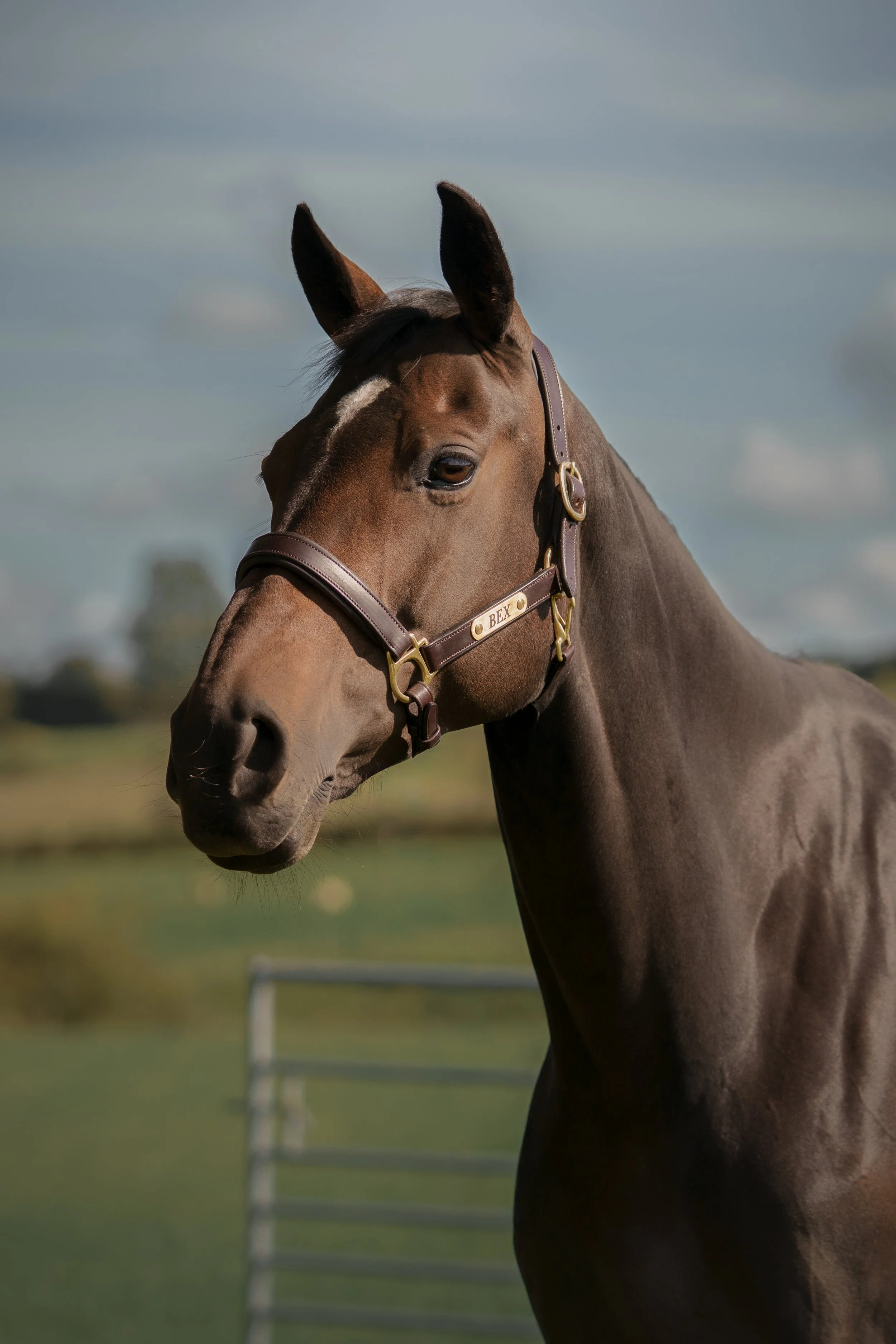A brown horse with a black mane stands outdoors, wearing a brown halter with the name label "BEX," against a cloudy sky and green fields.