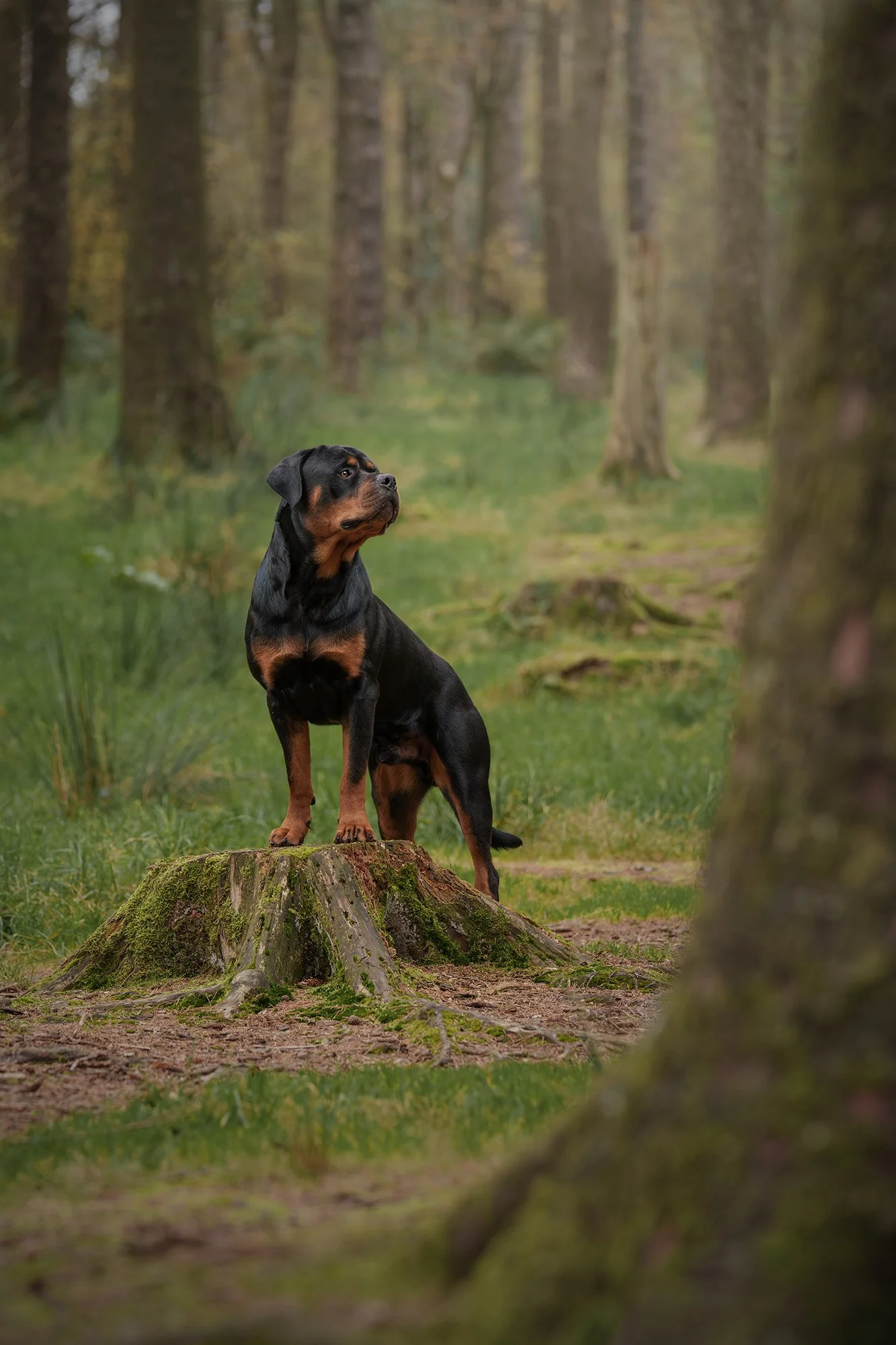 A Rottweiler standing on a moss-covered tree stump in a forest surrounded by trees and greenery.