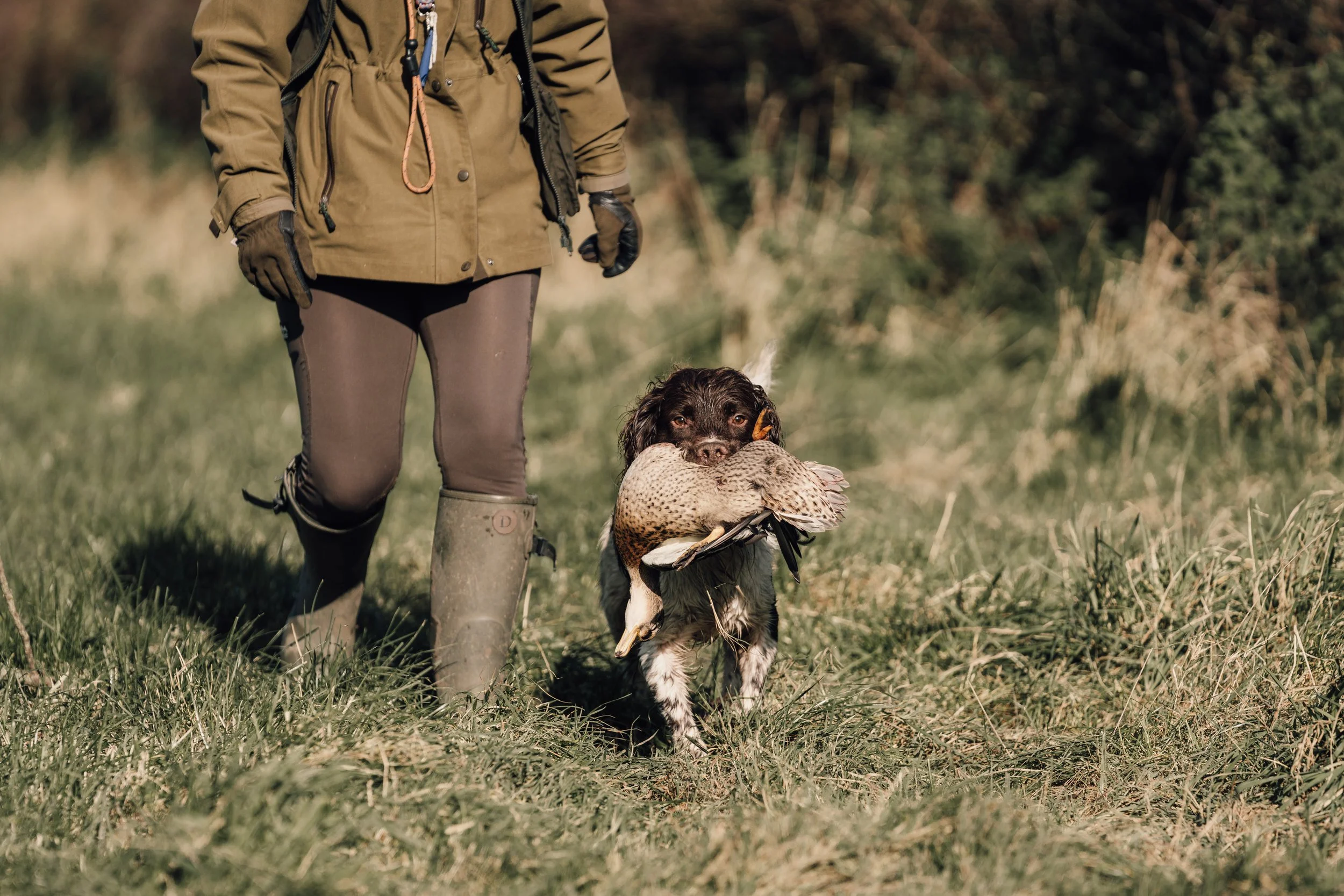 A person dressed in outdoor hunting gear walking with a dog that has a duck in its mouth across grassy terrain.