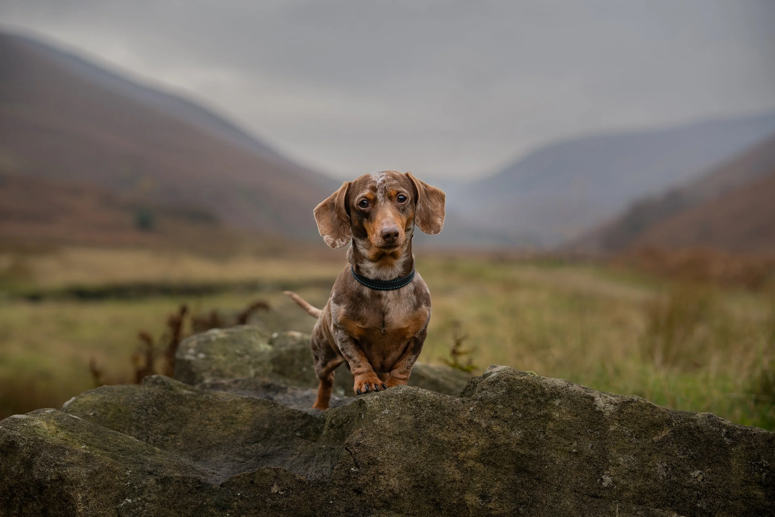 Dachshund puppy standing on rocks in a mountainous landscape with cloudy sky.
