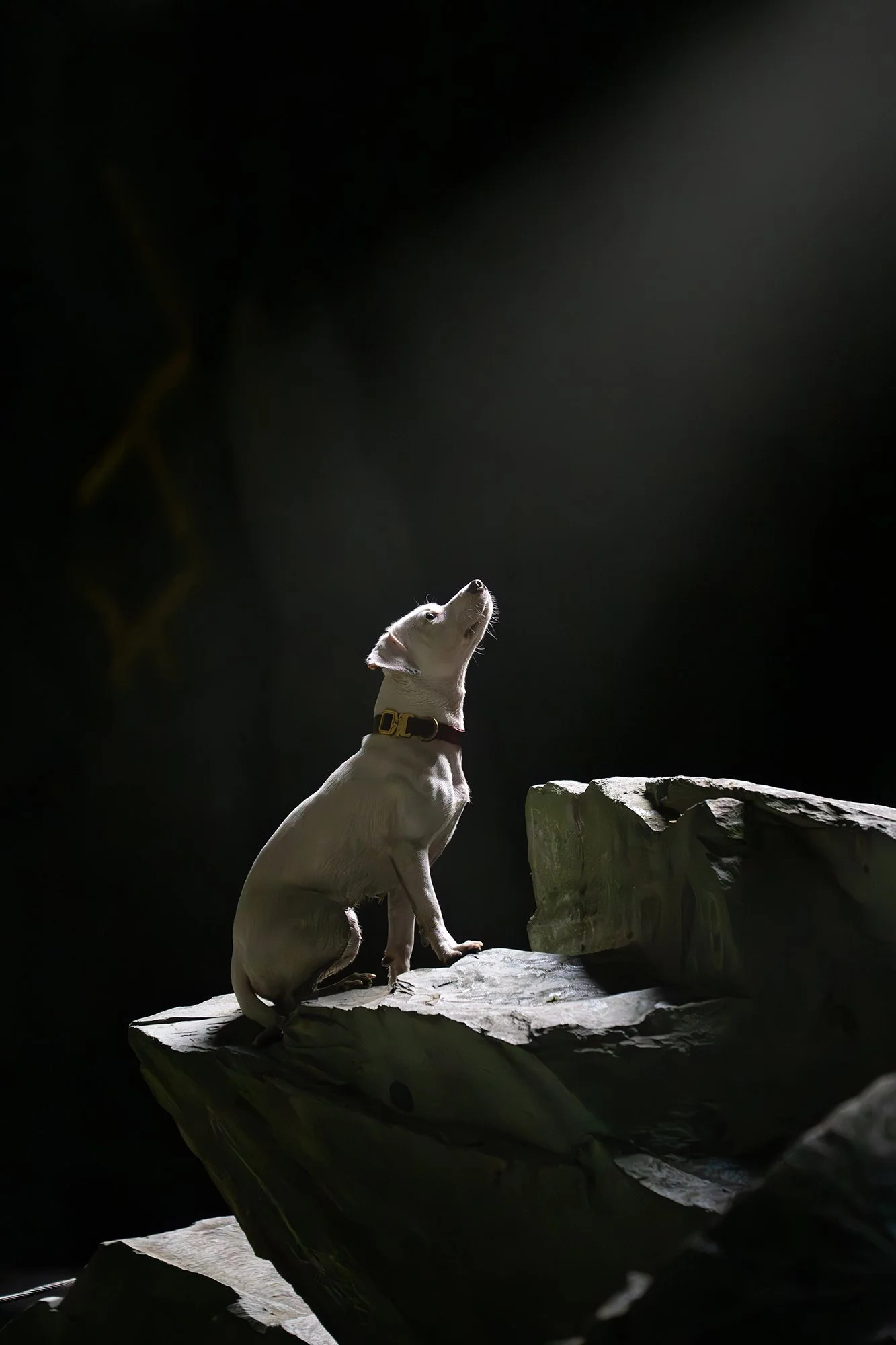 A white dog sitting on a rock, looking upward, with a dark background and a spotlight illuminating the dog.