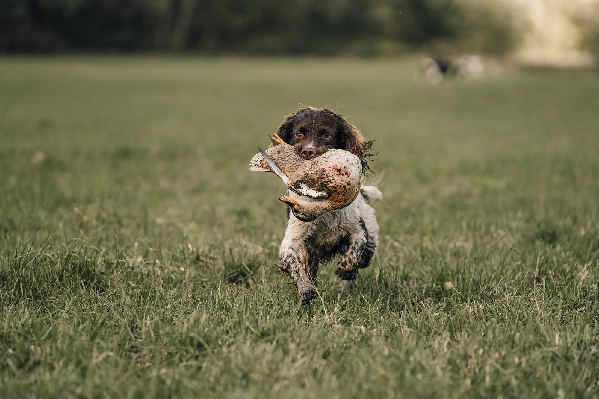 A dog running across a grassy field with a duck in its mouth.