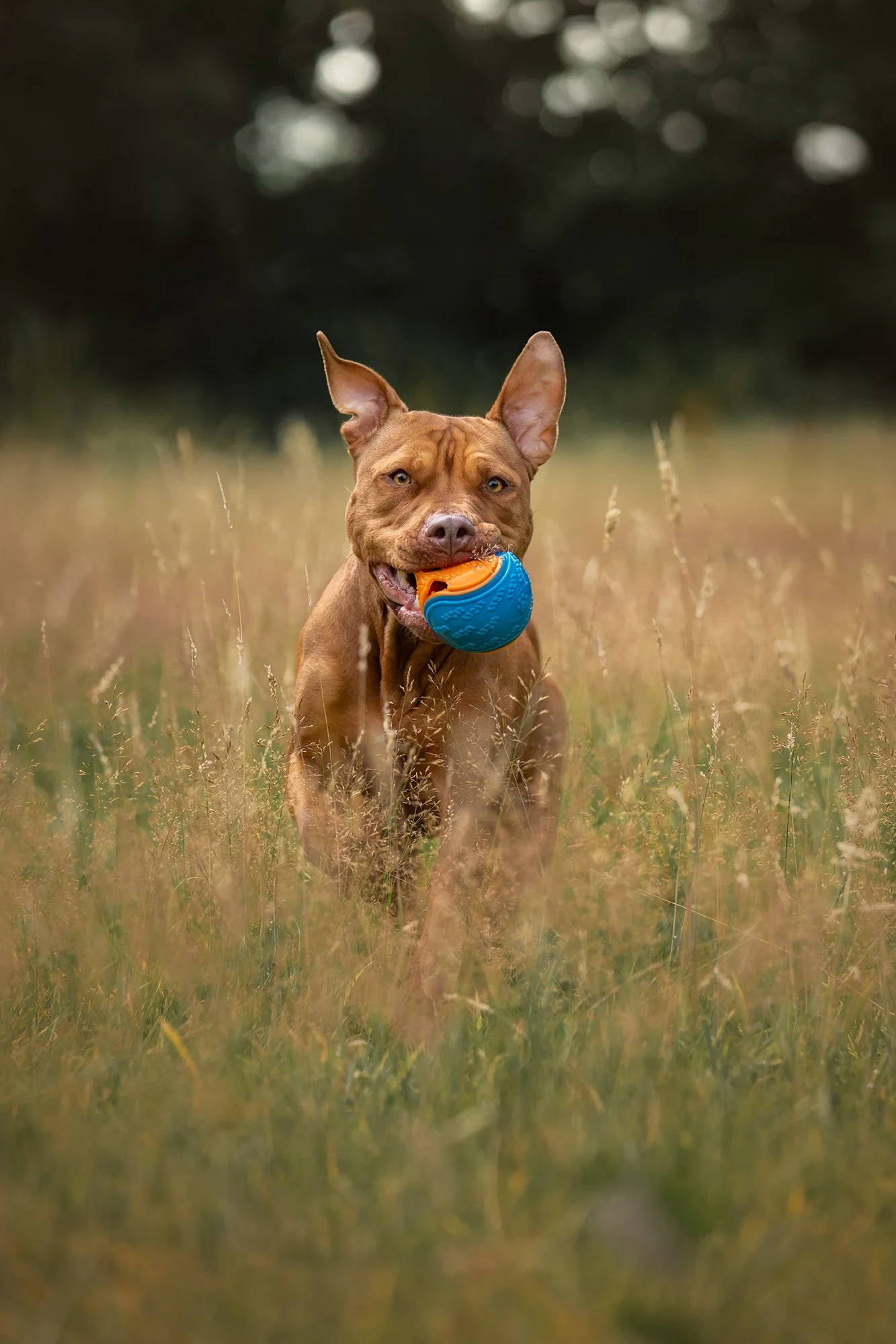 A brown dog running through a grassy field with a blue and orange ball in its mouth.