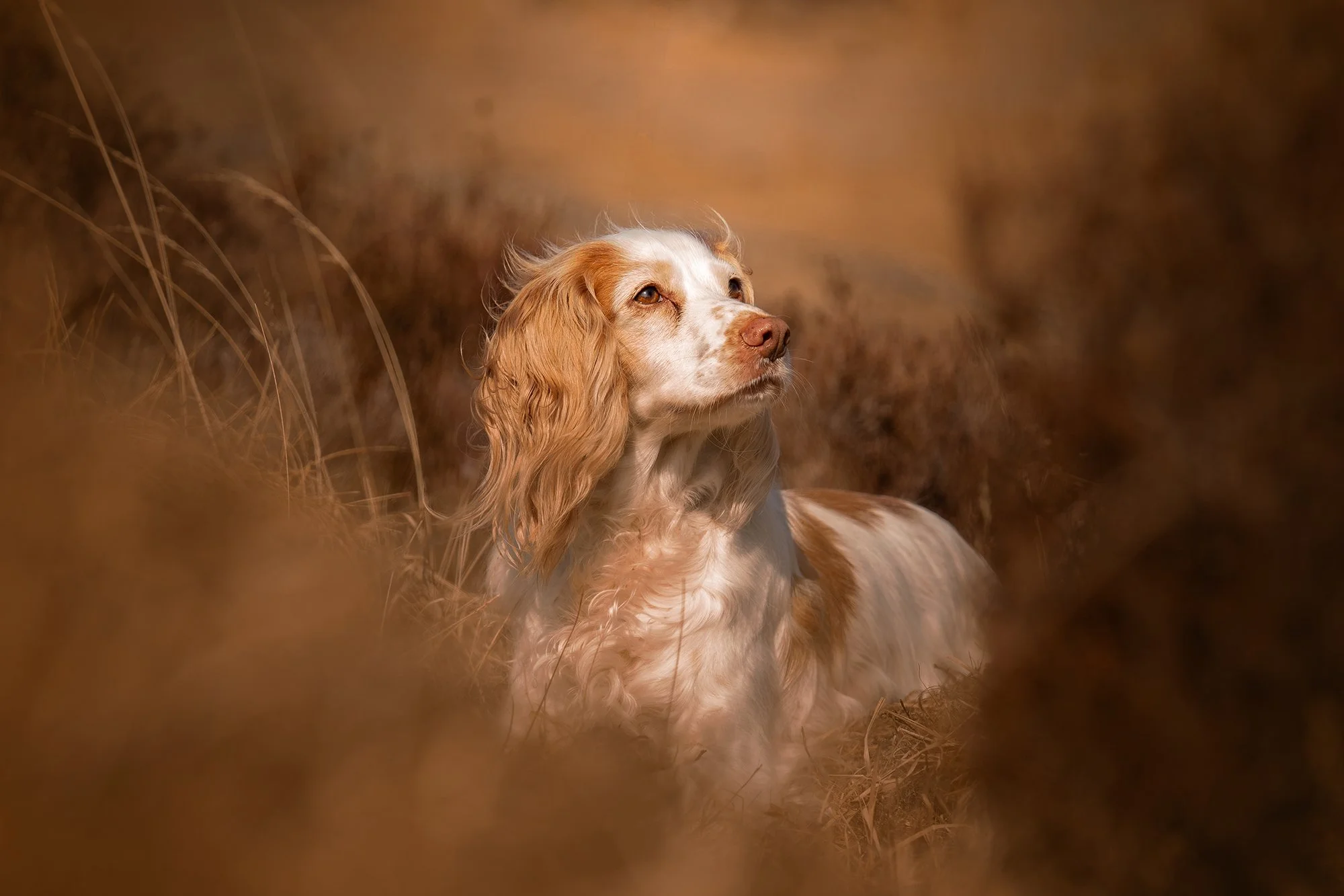 A dog with long, wavy, brown and white fur sitting among tall, dry grass, looking to the side with a peaceful expression.