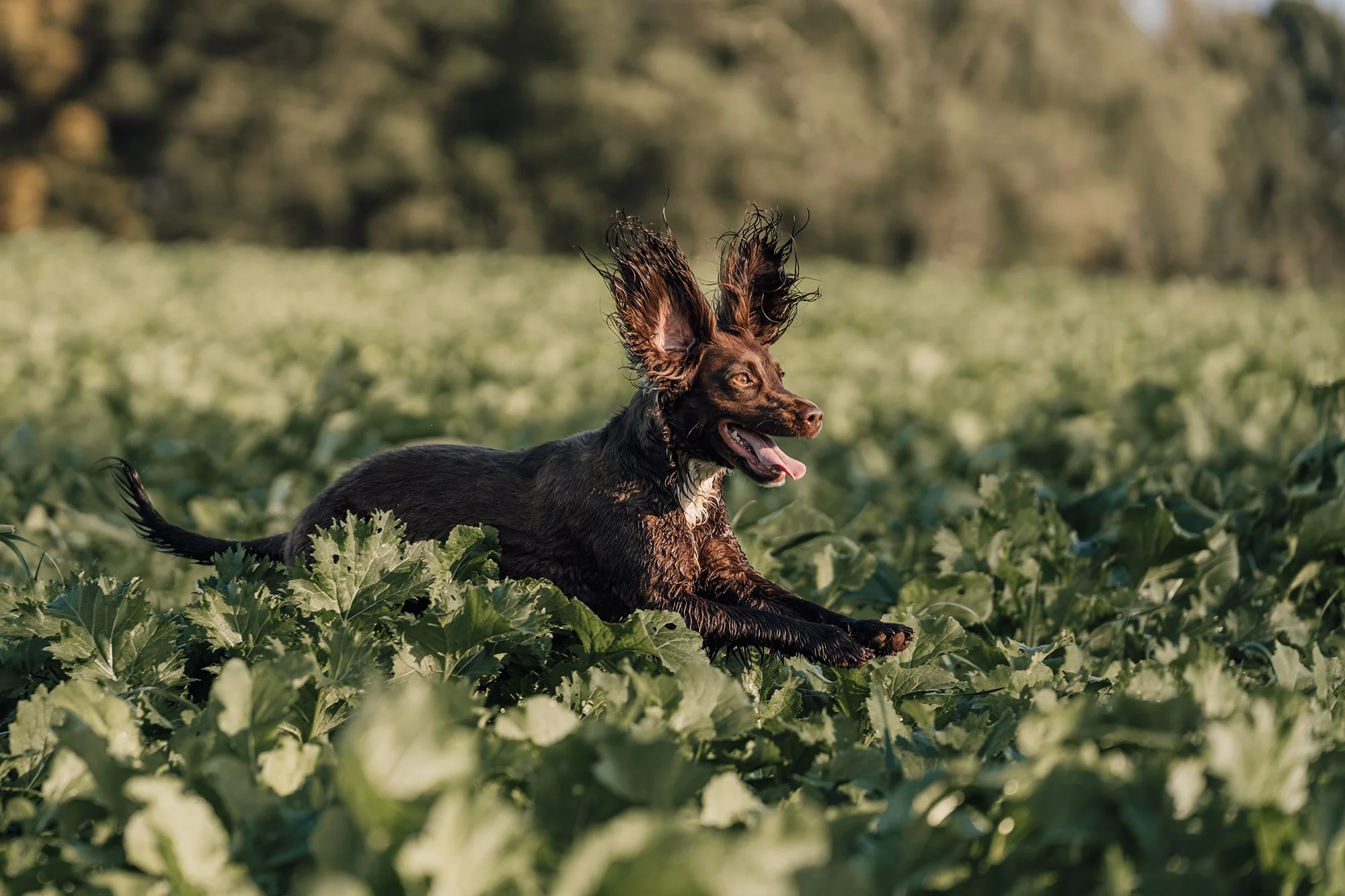 A brown and black dog running and jumping through green foliage in an open field during daytime.