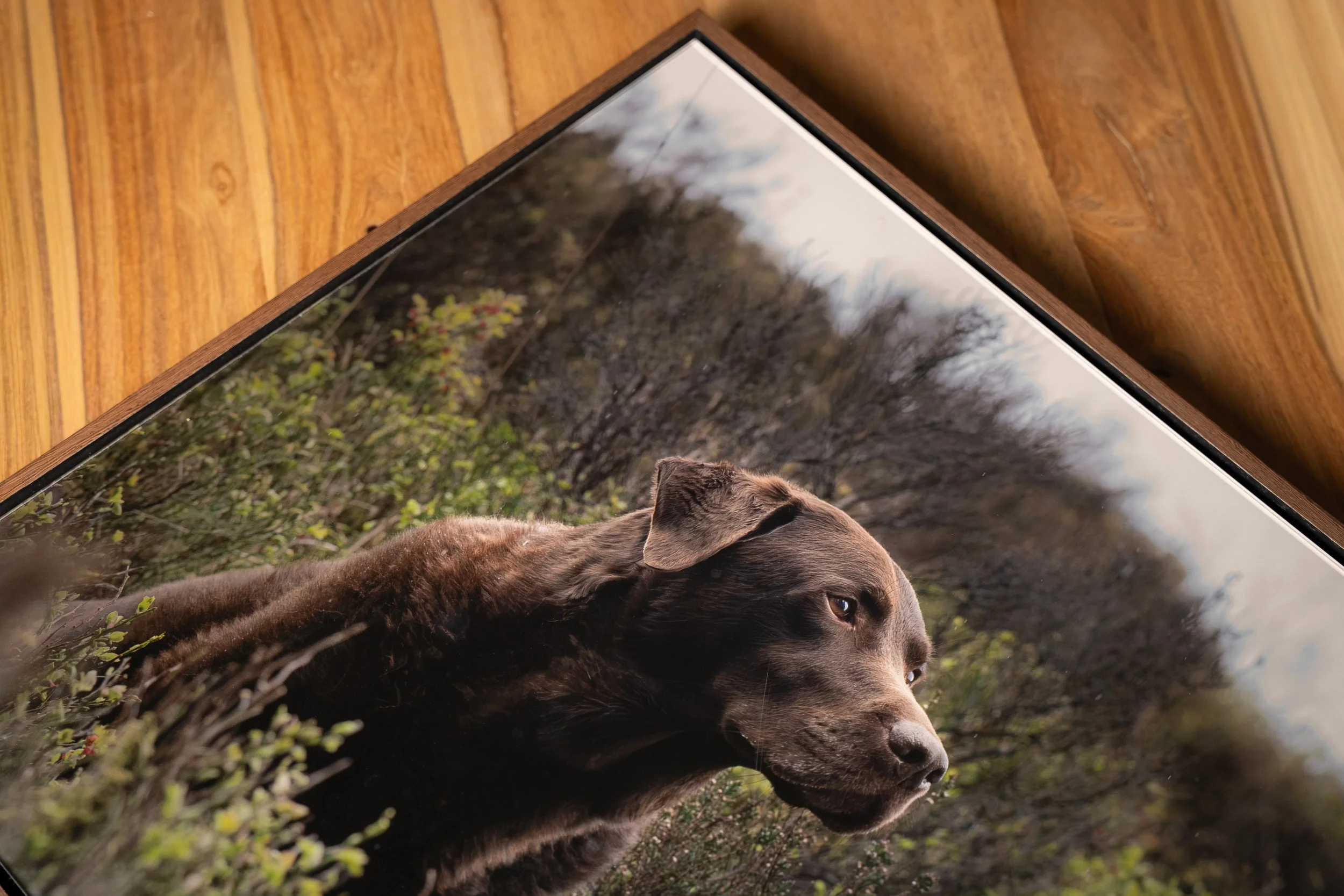 Photo of a dog with brown fur standing outdoors among bushes and trees, looking to the side.